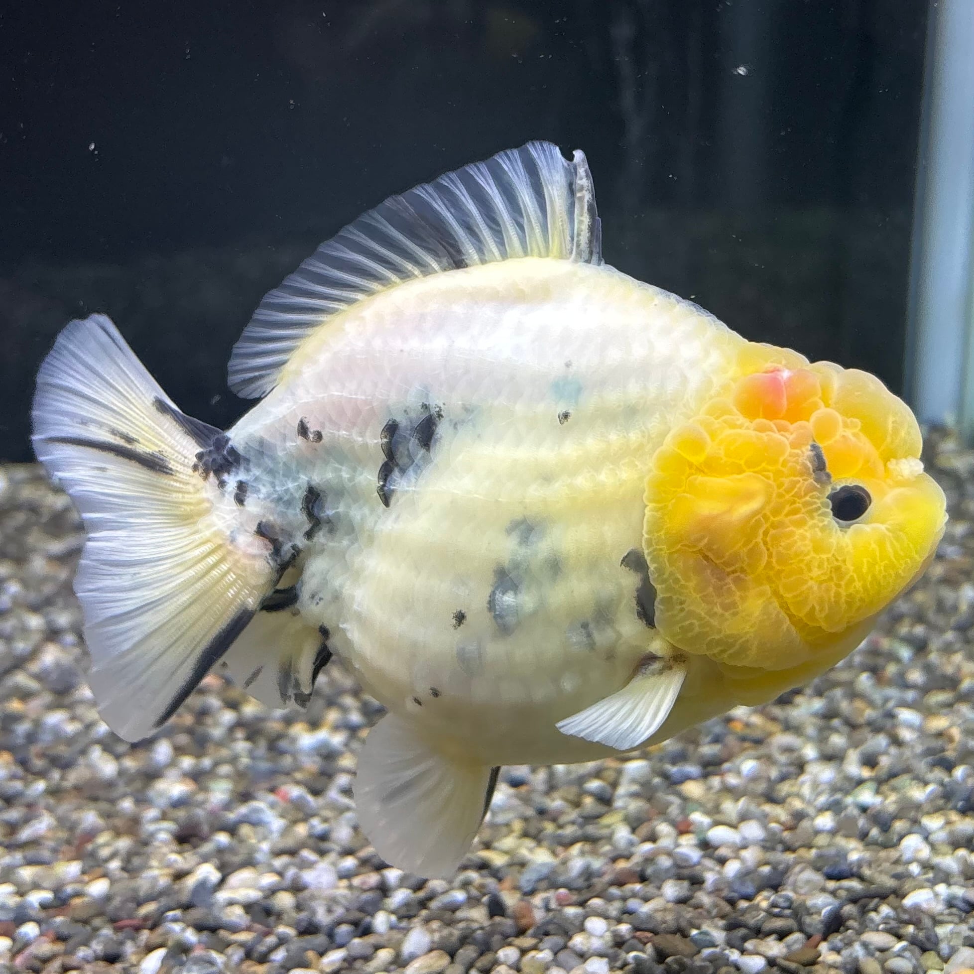 オランダの瓶　① セレクト】オランダST 13cm | 金魚・熱帯魚専門店 AquaPro.H