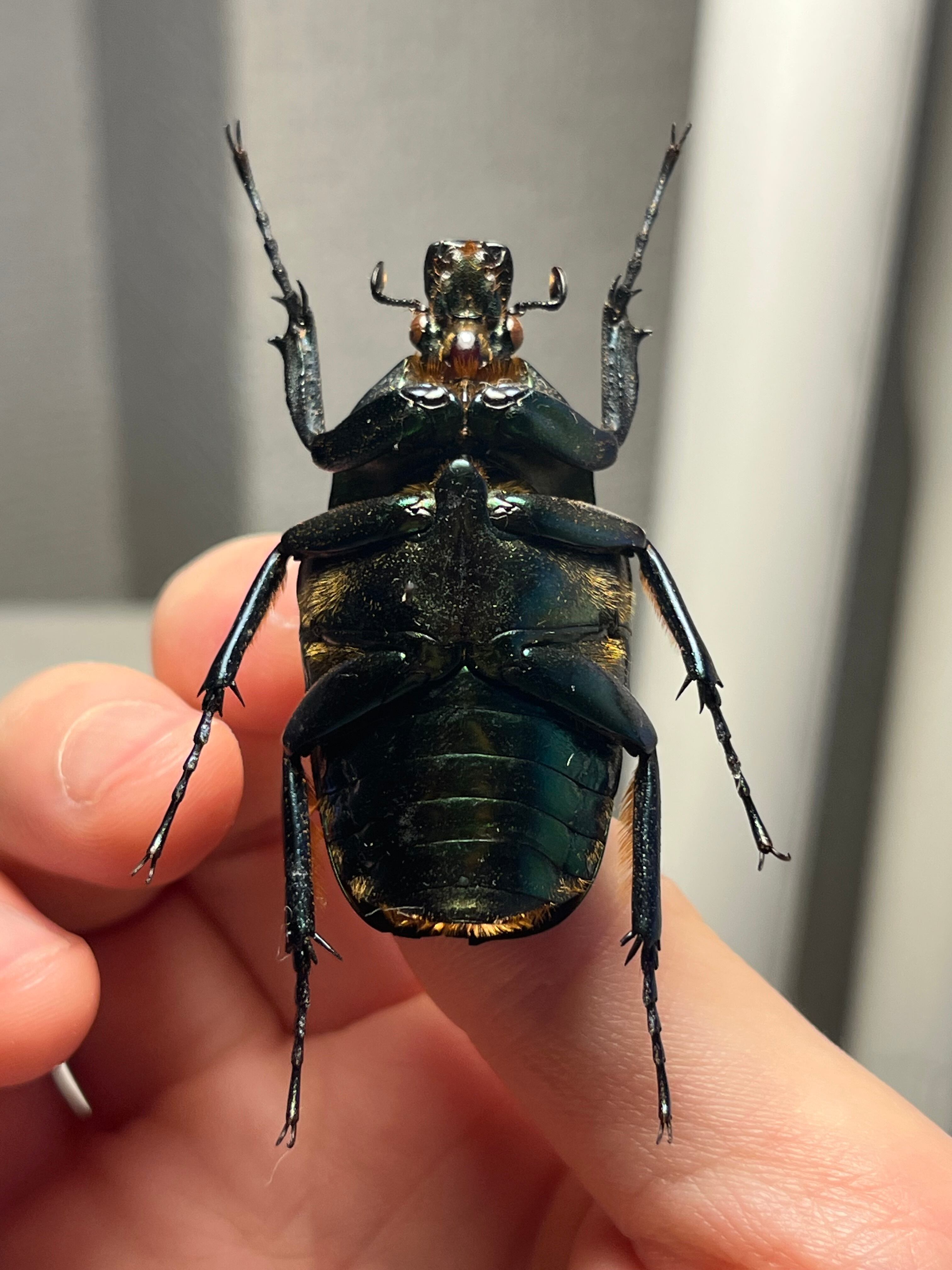 47mm♀】ラッケリーテナガカナブン 標本ウグイスコガネカメムシ
