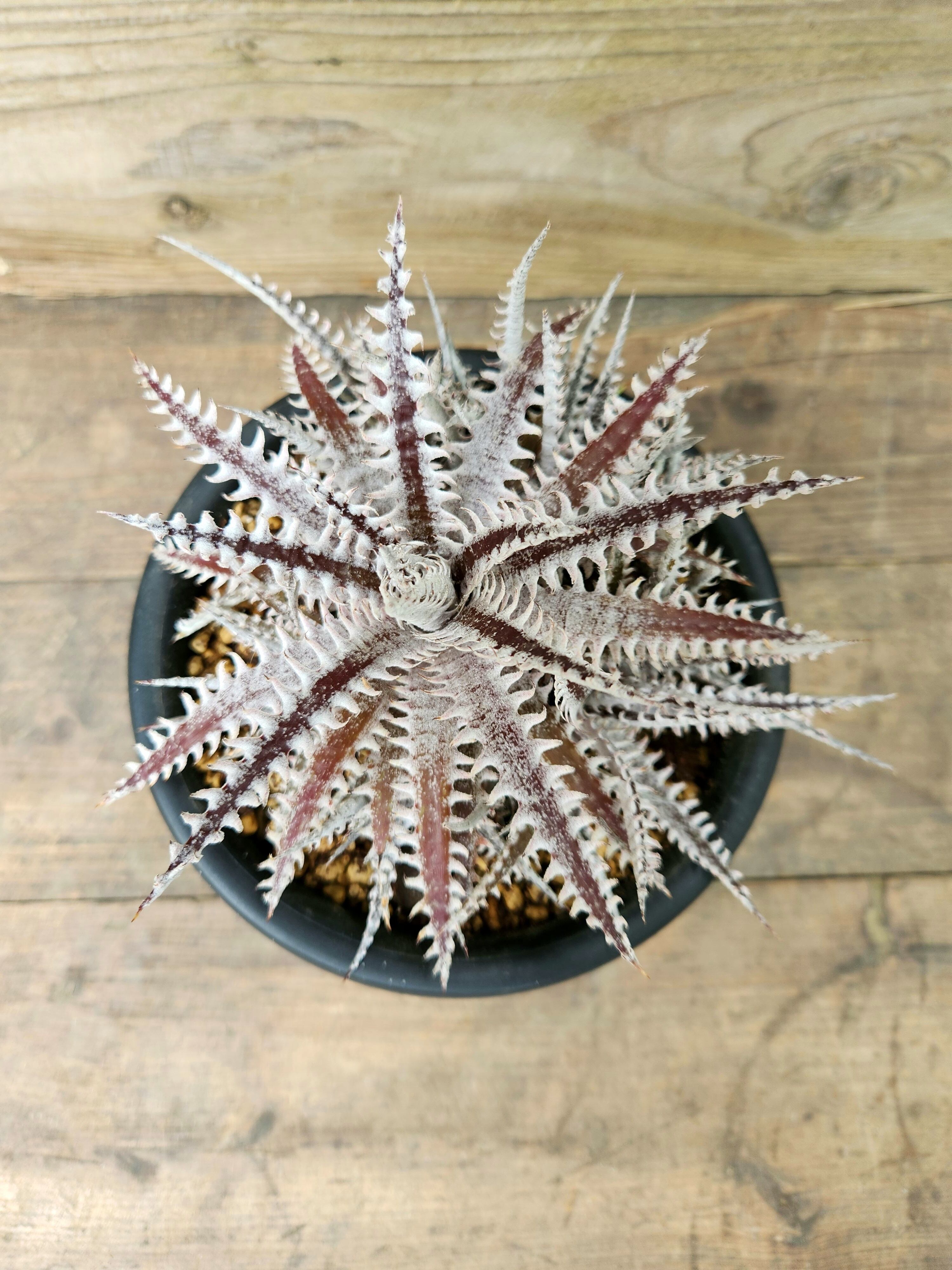 MRB ディッキア Dyckia まとめ売り MRB棚4番 10株 MRB ディッキア Dyckia まとめ売り MRB棚4番 10株 - メルカリ