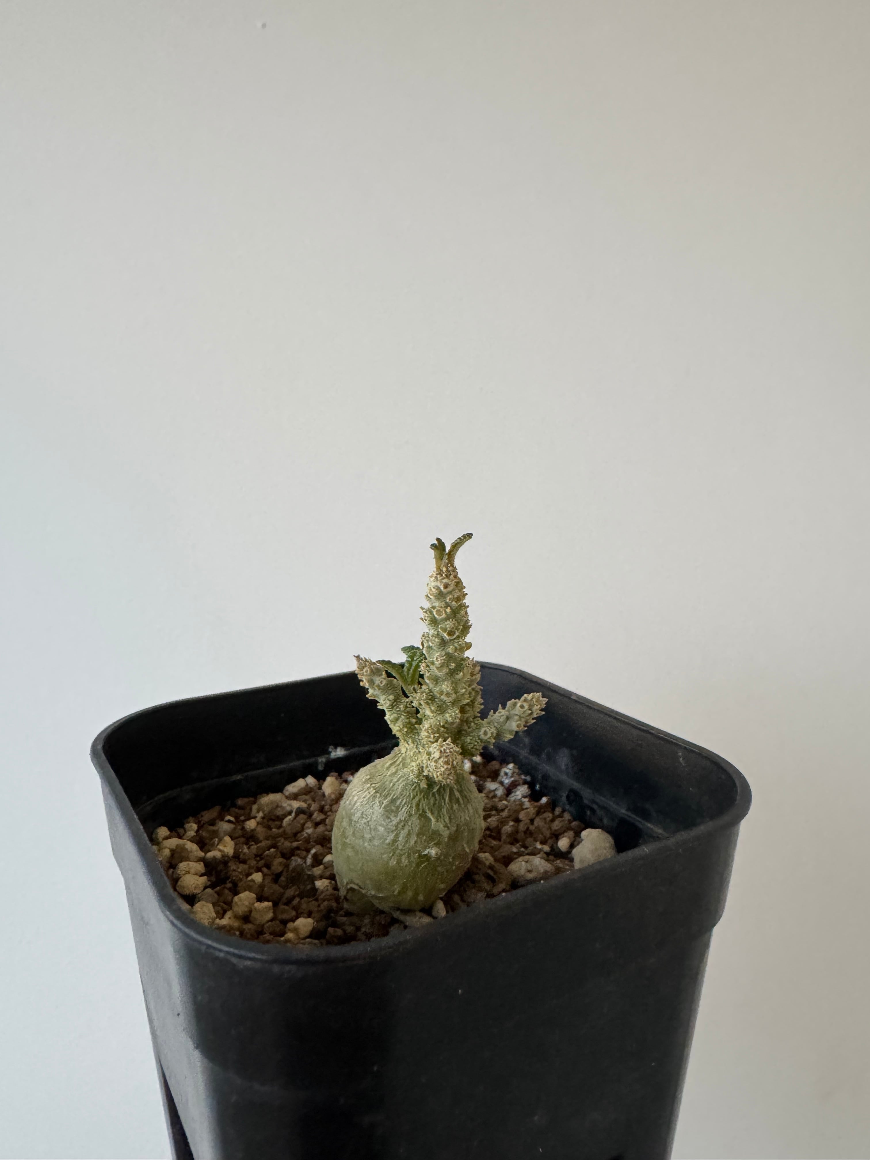 【極上品】Dorstenia gigas f. bullata 【ぷっくり小さなギガスの最高峰/国内実生苗】ドルステニア ギガス ブラータ
