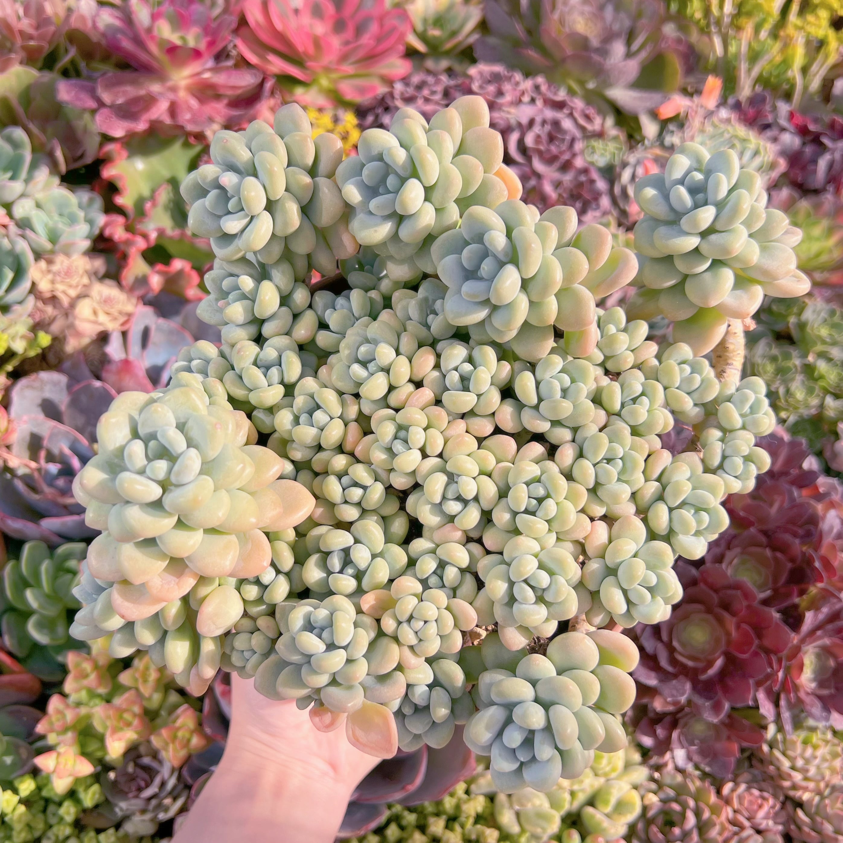 現品　マカロンxロココ#M297　特特大群生　理想的な株姿　るる農園