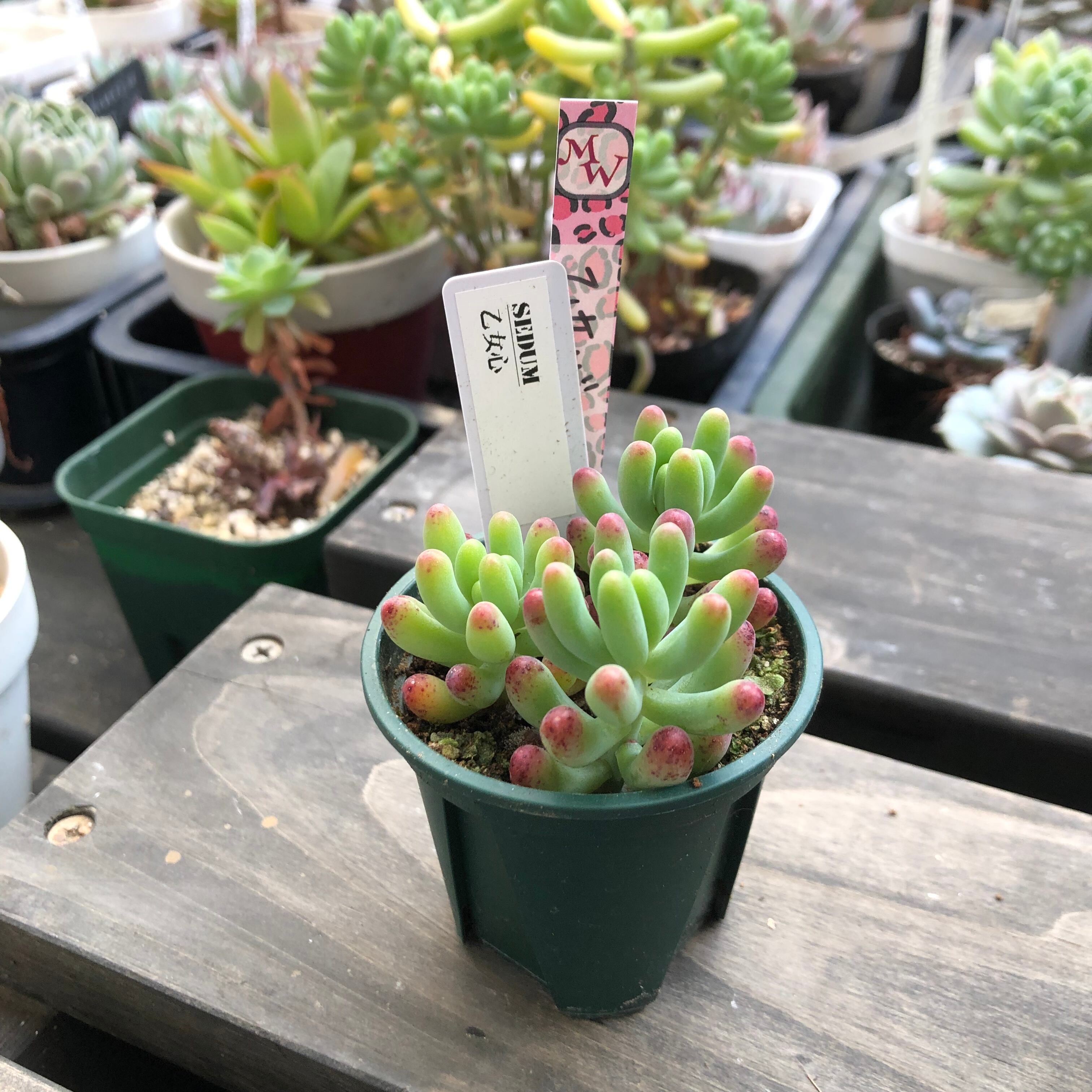 乙女心 S Sfarm セダム 多肉植物 Melty Works 多肉植物 と Dulton プランター のお店