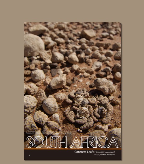 植物擬態クリアファイル　南アフリカ　コンクリートリーフ（Titanopsis）