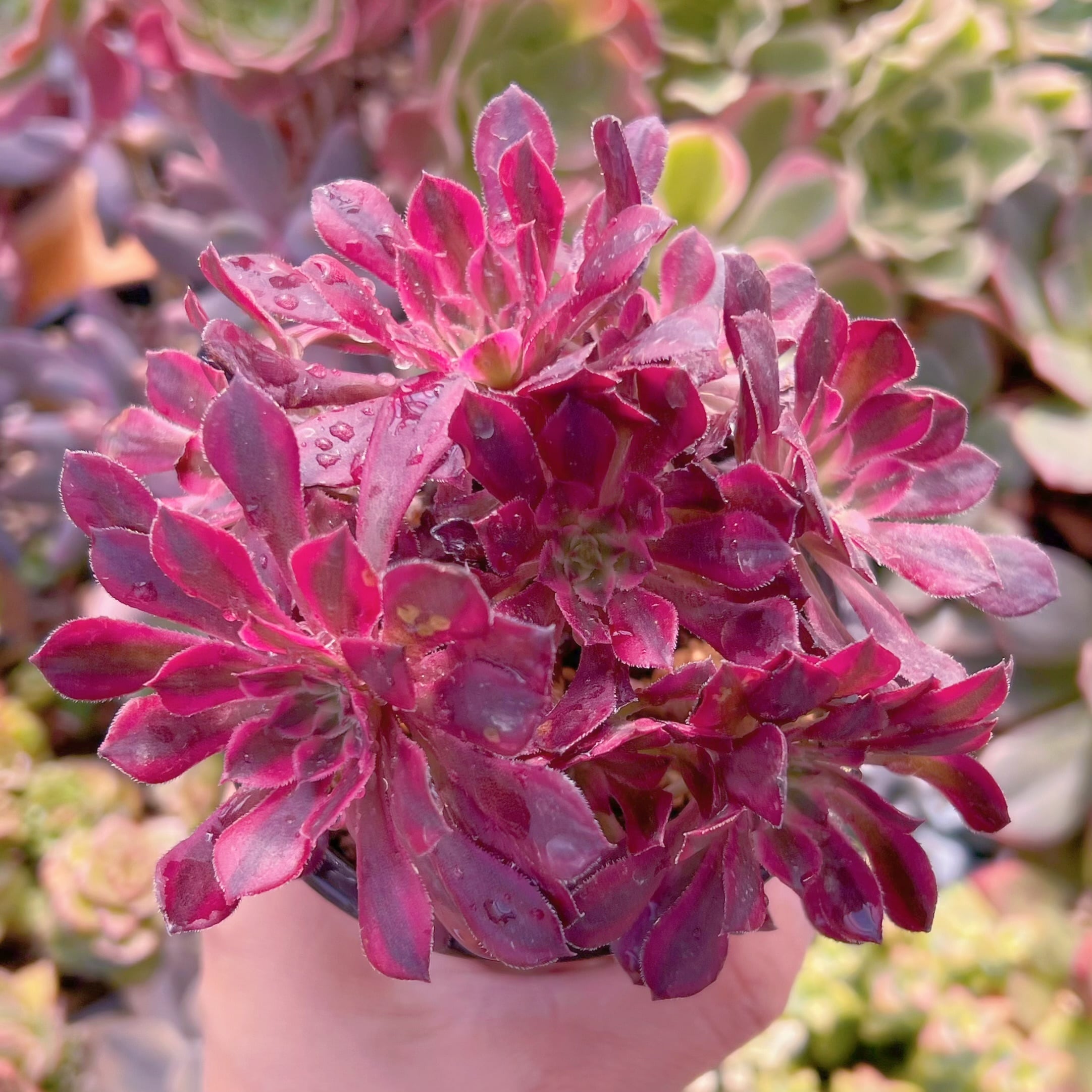 現品　ブラックチェリー#690　群生　新入荷