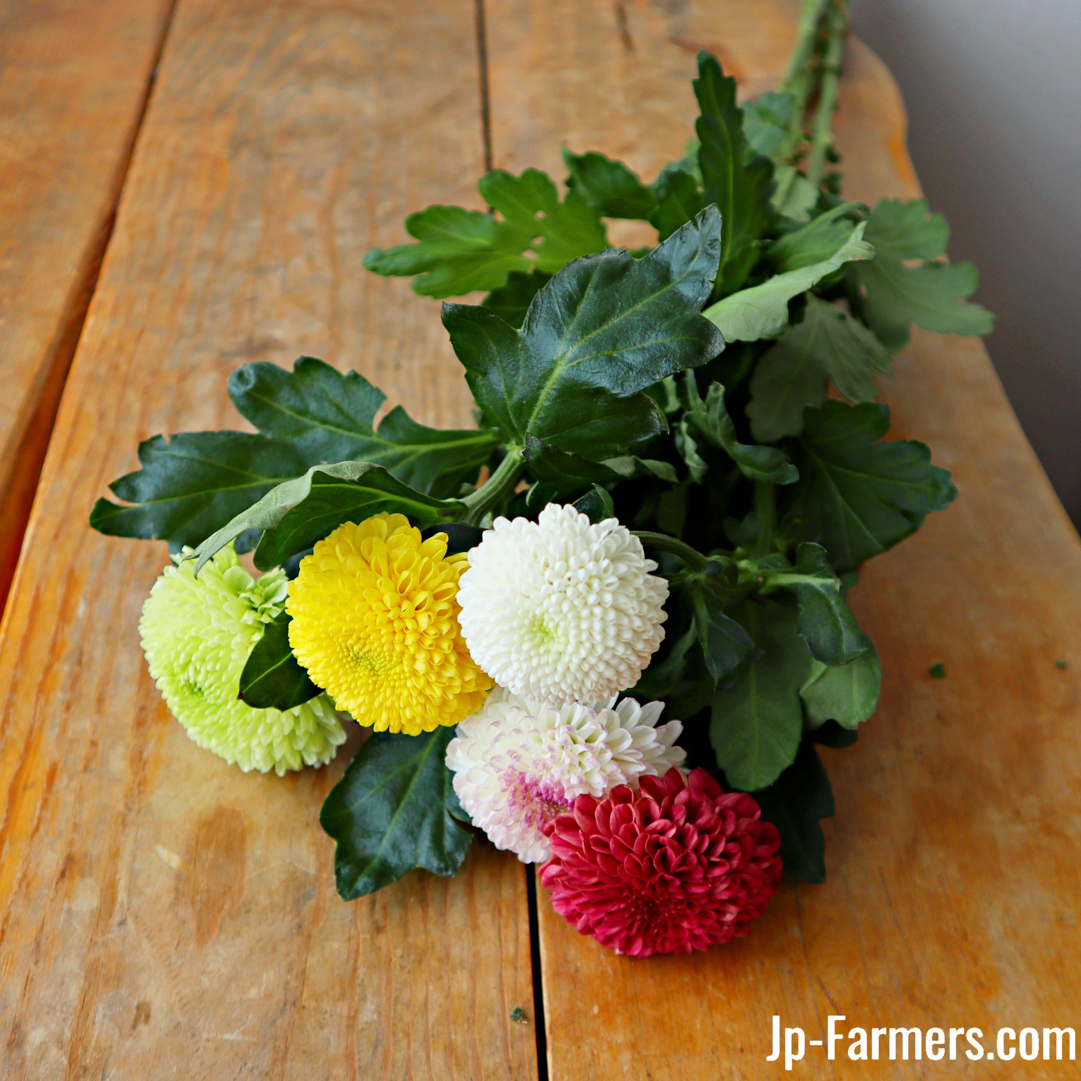 Suzu様　ピンポンマム 注文ページ 菊を飾ろう!! ピンポンマム アソート 10本 | 新鮮お花問屋 Jp-Farmers.com