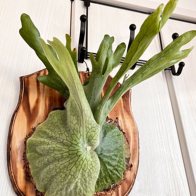 ビカクシダ グランデ 板付 【観葉植物 壁掛け コウモリラン】