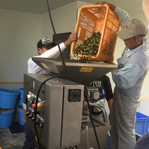 【由良オリーブ】オリジナルオリーブオイル50g☆2025年収穫分！京都府宮津産100％