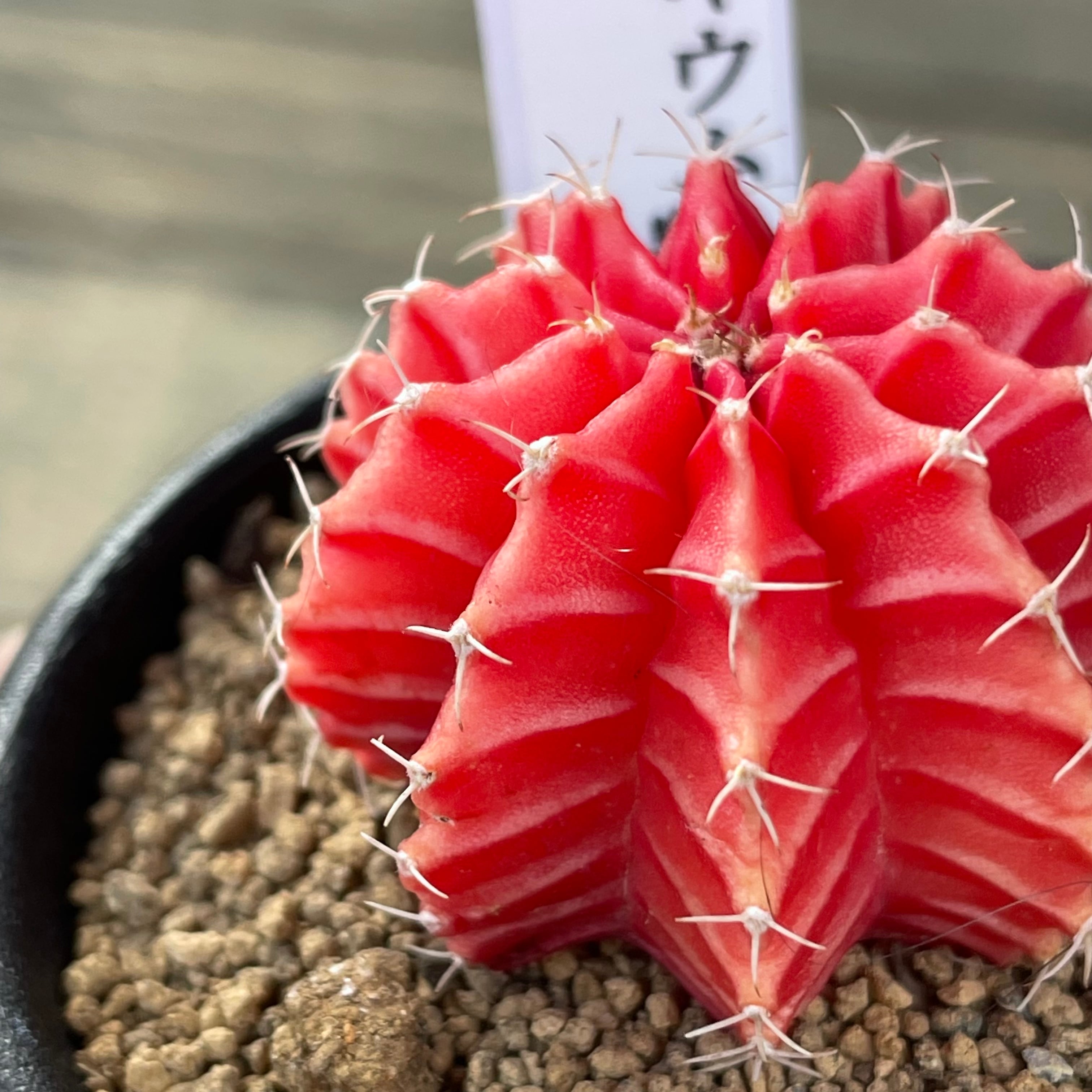 H)ギムノカリキウム 緋牡丹錦 | RuPo 多肉植物専門店