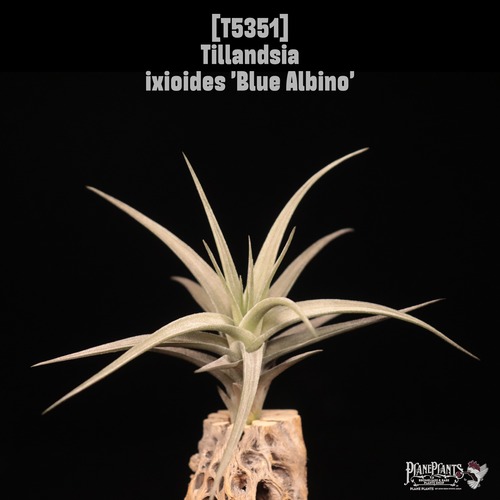 【送料無料】ixioides 'Blue Albino'〔エアプランツ〕現品発送T5351