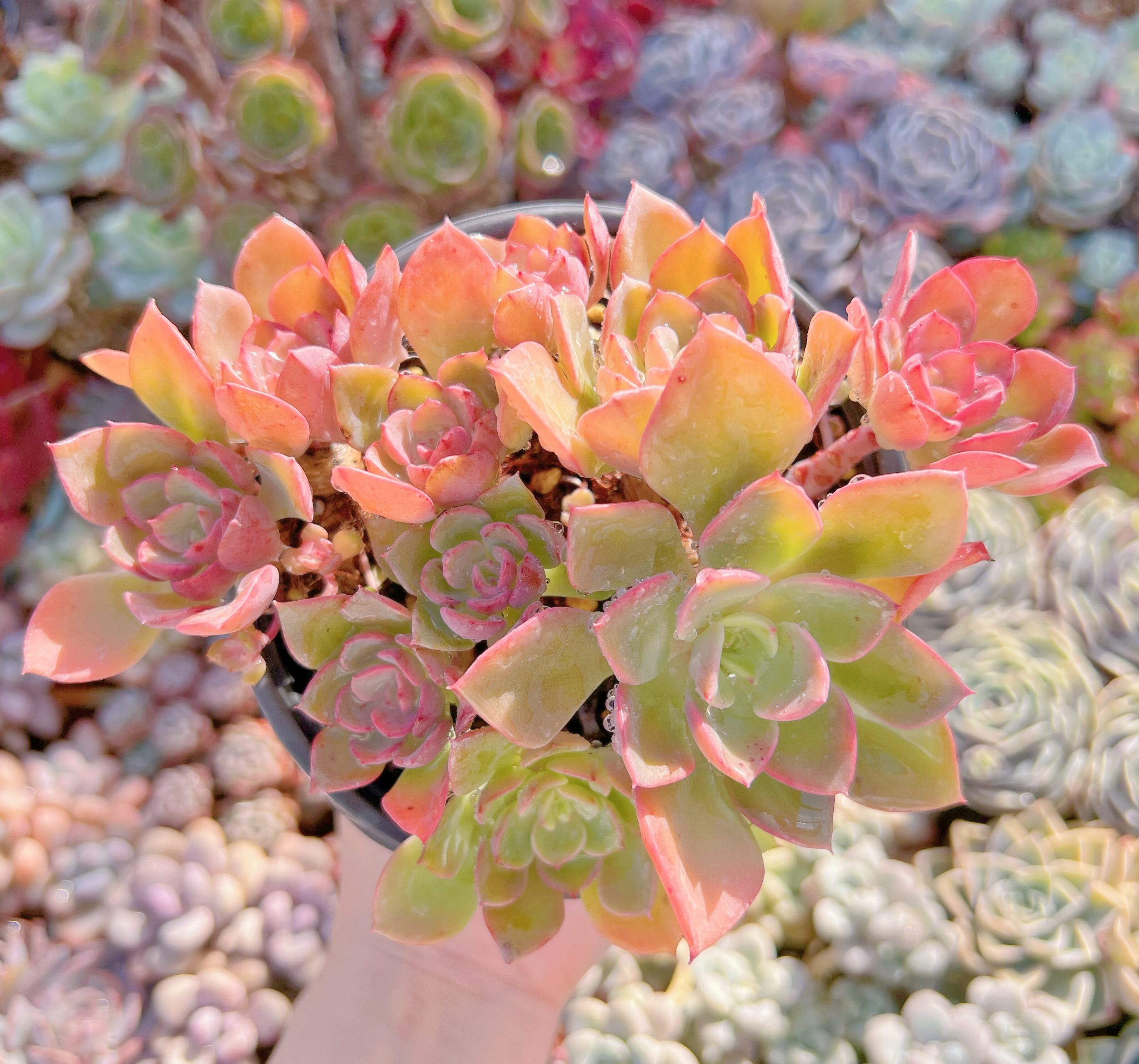 現品　ノーブル#024   大群生　新入荷