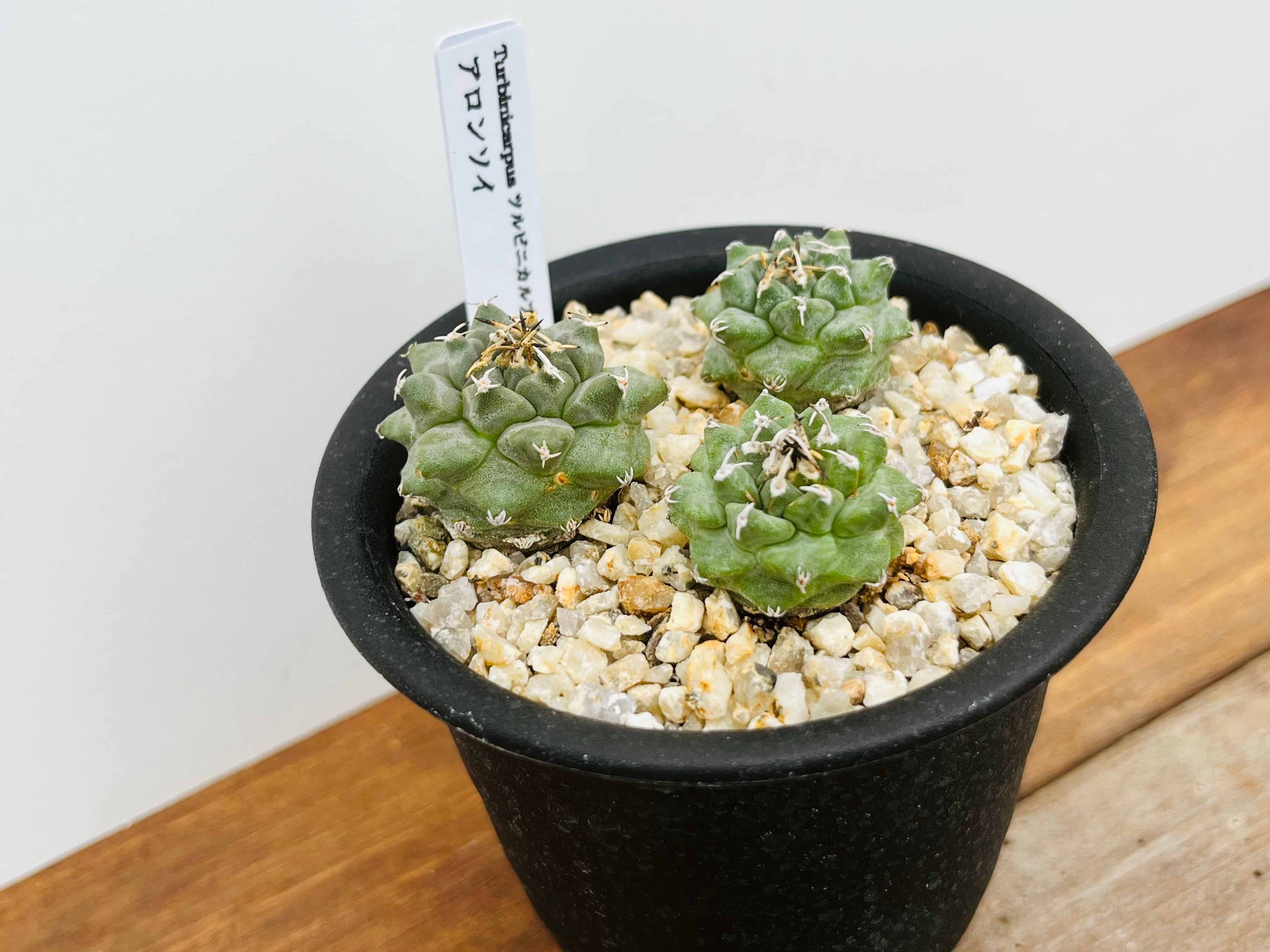 Turbinicarpus alonsoi ツルビニカルプス アロンソイ サボテン