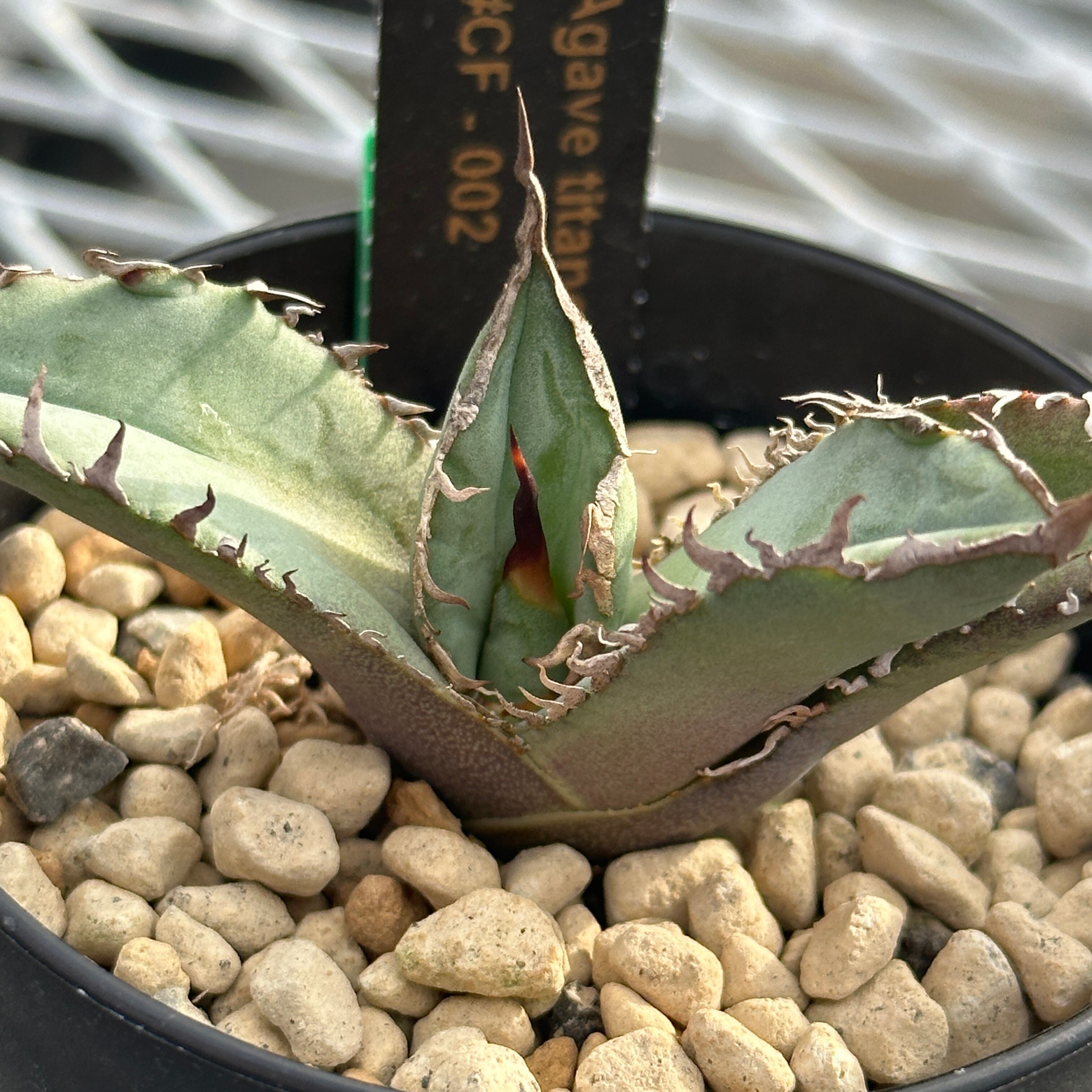 Agave titanota(アガベ チタノタ )＃CF-002 子株　良型　発根済