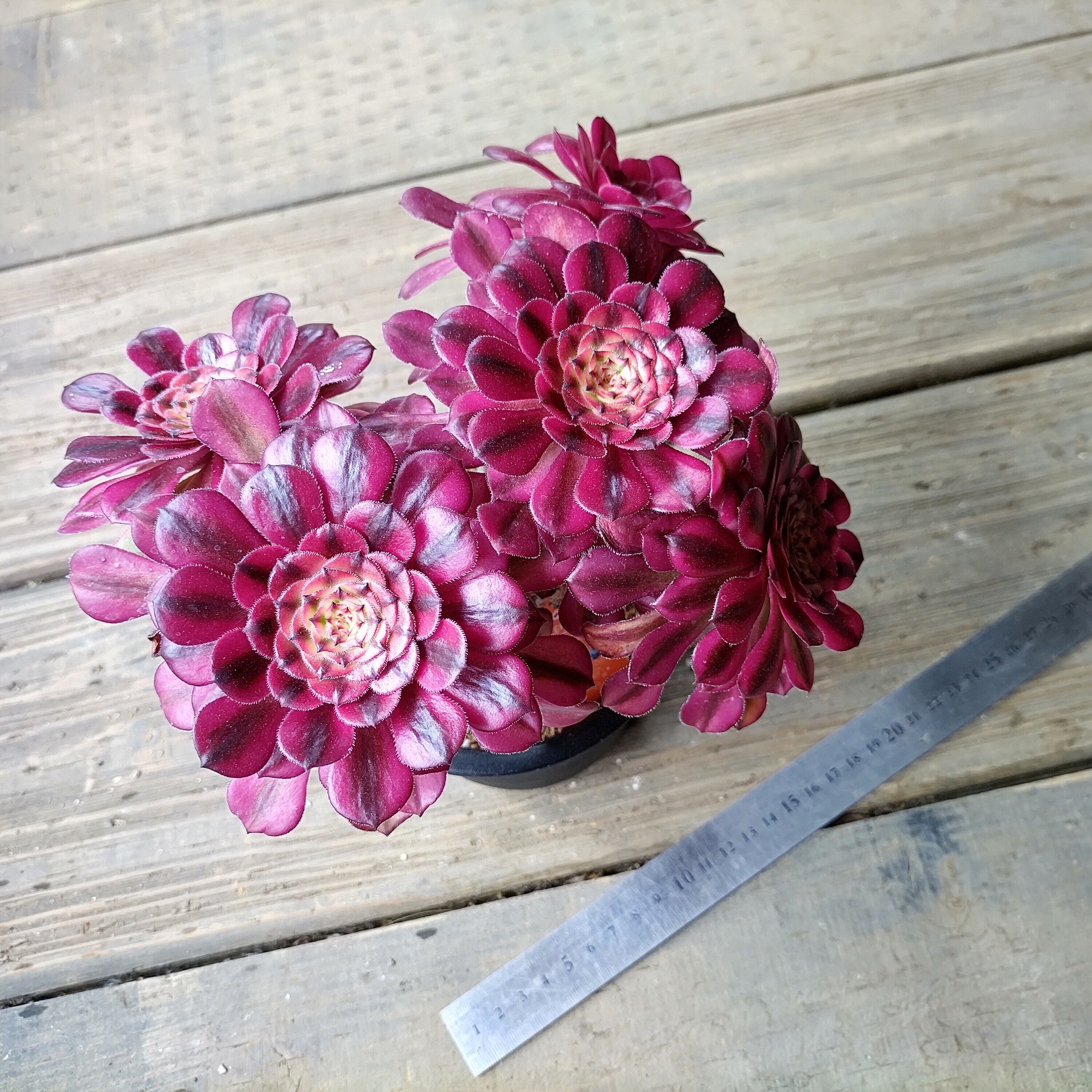 月群生(アエオニウム) | RuPo 多肉植物専門店