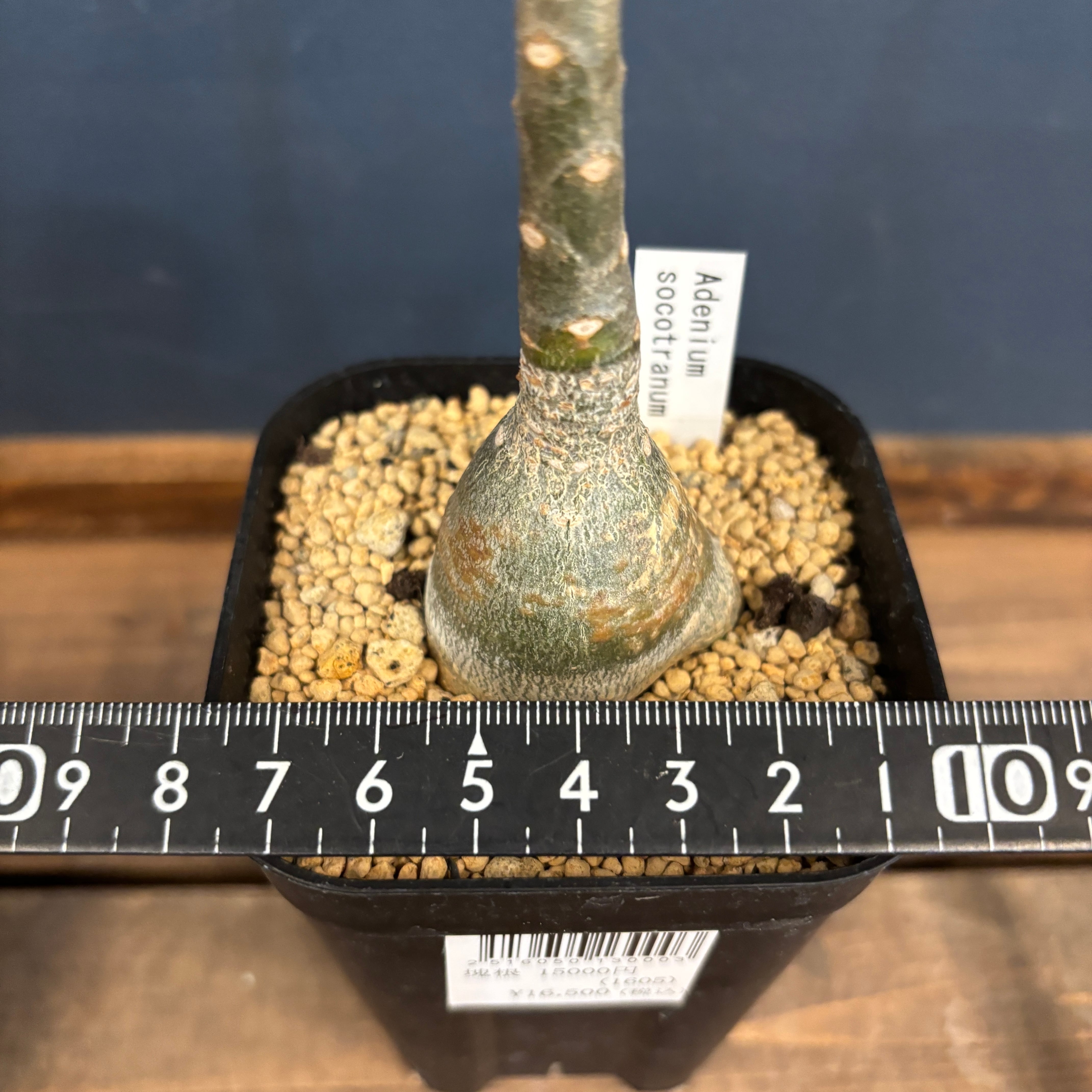 アデニウム ソコトラナム【296】 | PROTOLEAF プロトリーフ