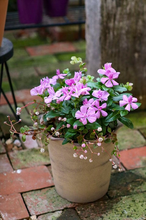 寄せ植え | オニ通
