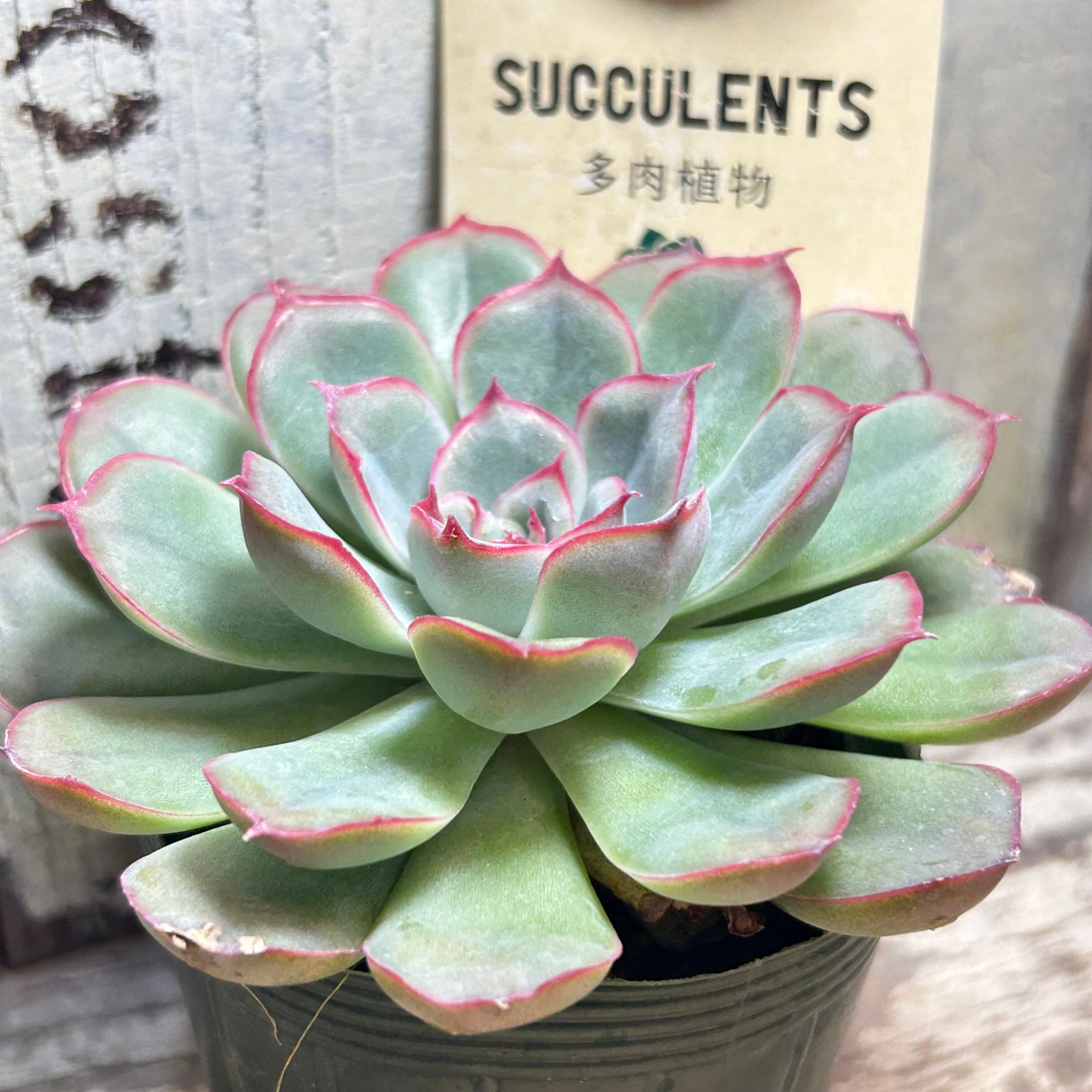 オリオン | RuPo 多肉植物専門店