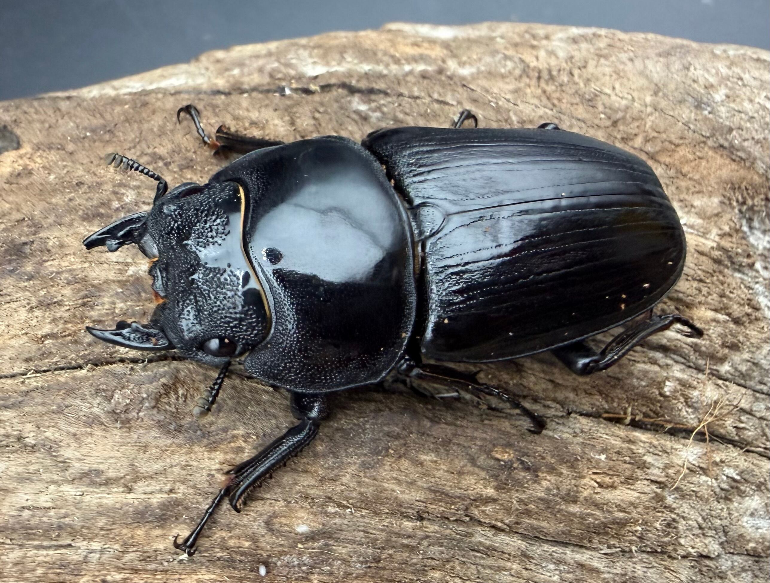 16】♂57mm・♀34mm本土ヒラタクワガタ ペア 群馬県産 | PAY ID
