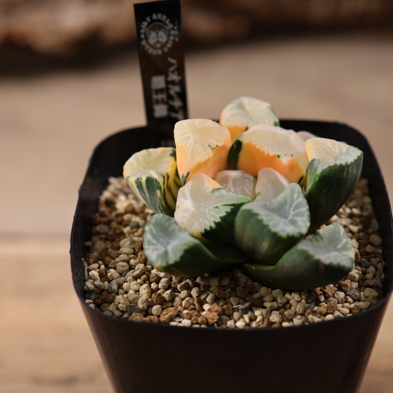 715『ハオルチア 覇王錦』観葉植物【送料無料】 | MARX PLANTS | 観葉