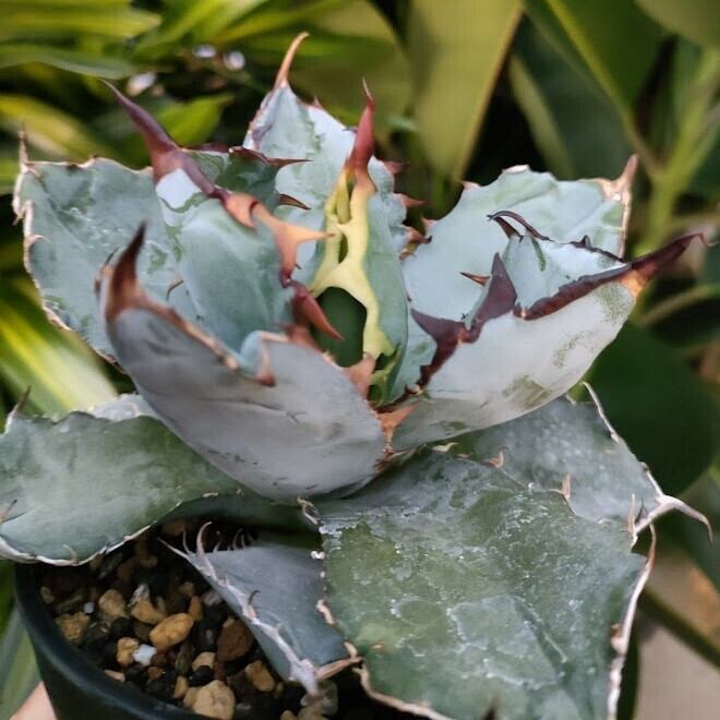 アガベ チタノタ ブラックアンドブルー Agave titanota black&blue S2