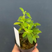 エスキナンサス　アンダーソニー【1082】