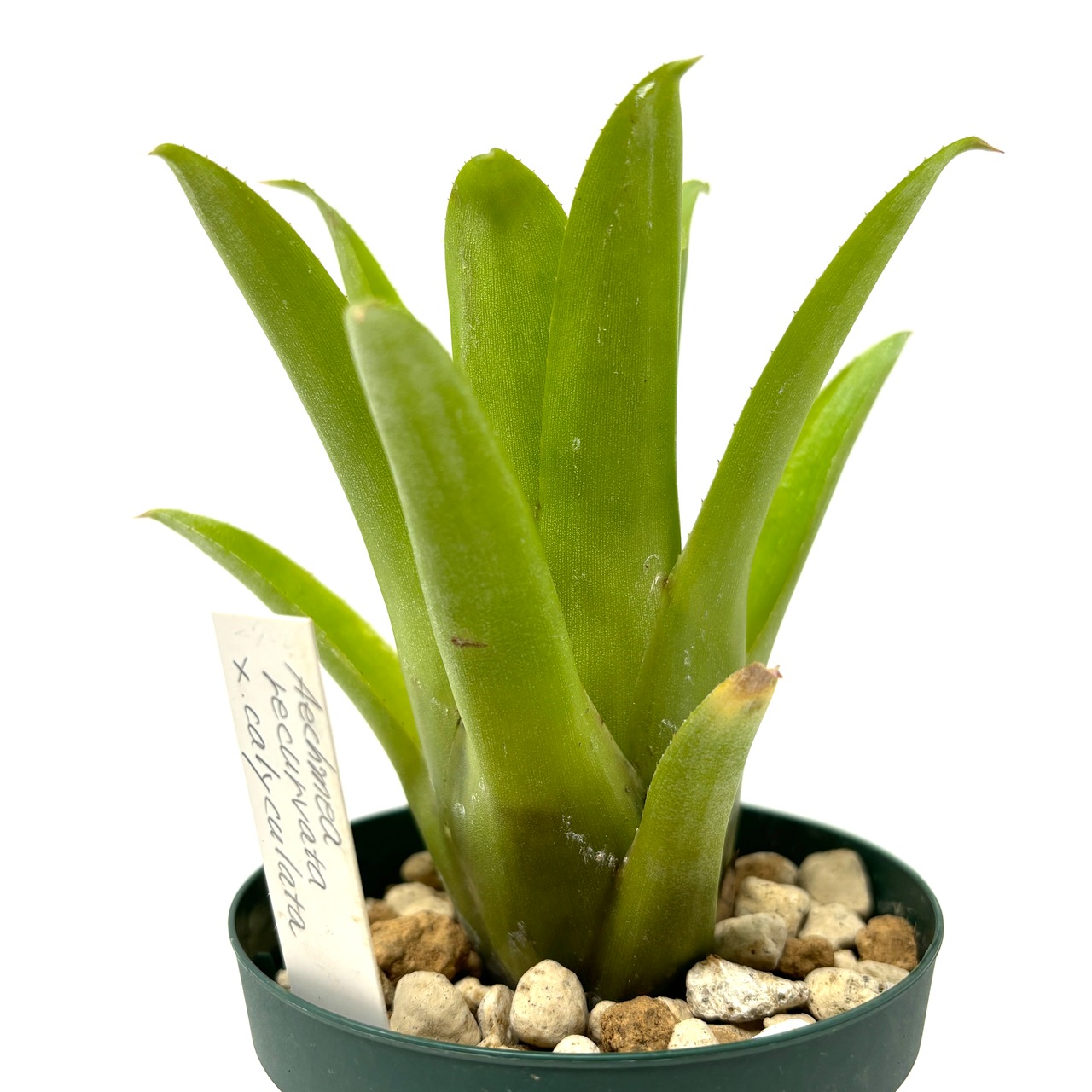 エクメア recurvata ×calyculata