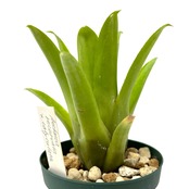 エクメア recurvata ×calyculata