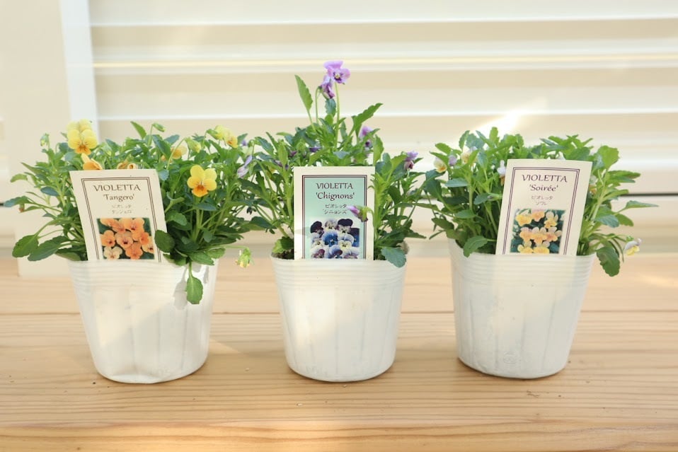 1050f6cc79900c25cb4eda9c4ce99a