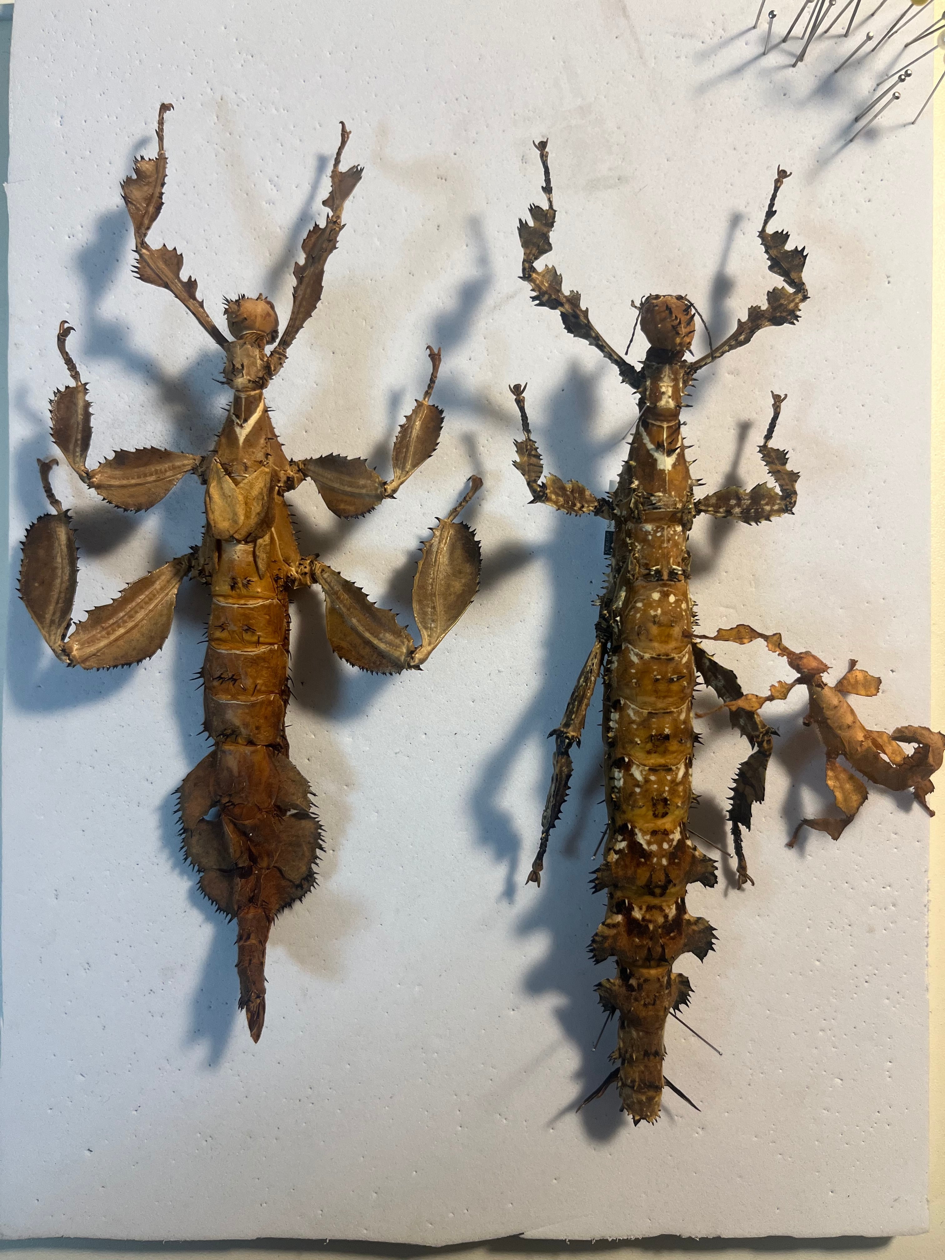 極BIG】ユウレイヒレアシナナフシの昆虫標本 Extatosoma popa 極BIG】ユウレイヒレアシナナフシの昆虫標本 Extatosoma popa