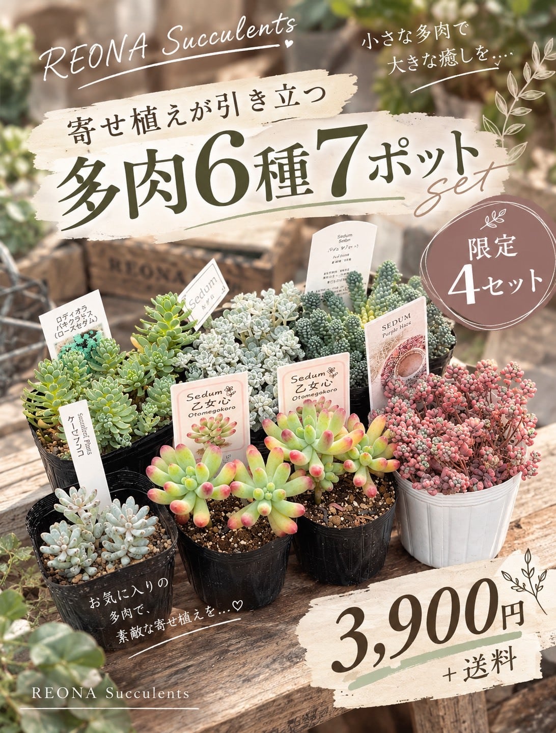 843現物 多肉植物 リリーパット 特大 抜き苗 | PAY ID