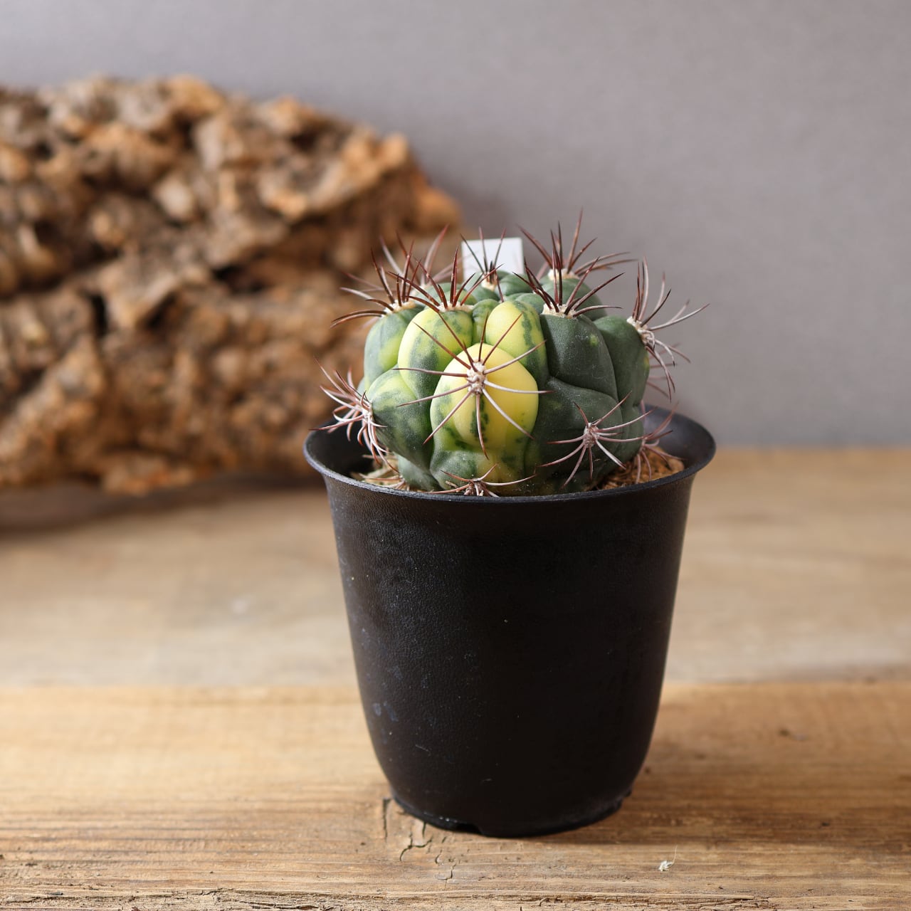 526『新天地』サボテン 観葉植物【送料無料】 | MARX PLANTS | 観葉