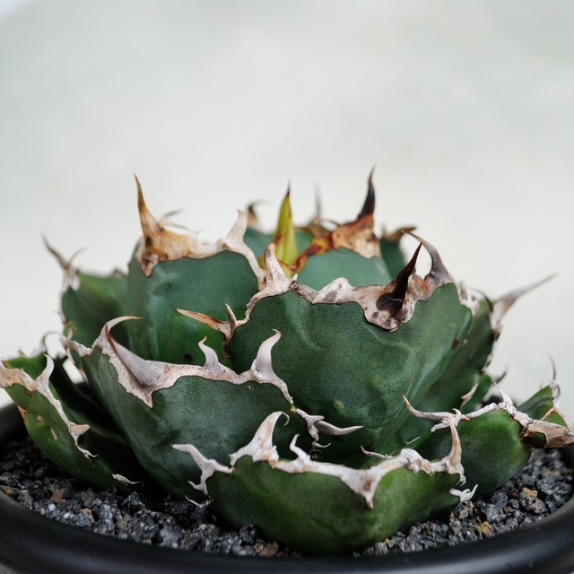 アガベ チタノタ 白鯨 中株