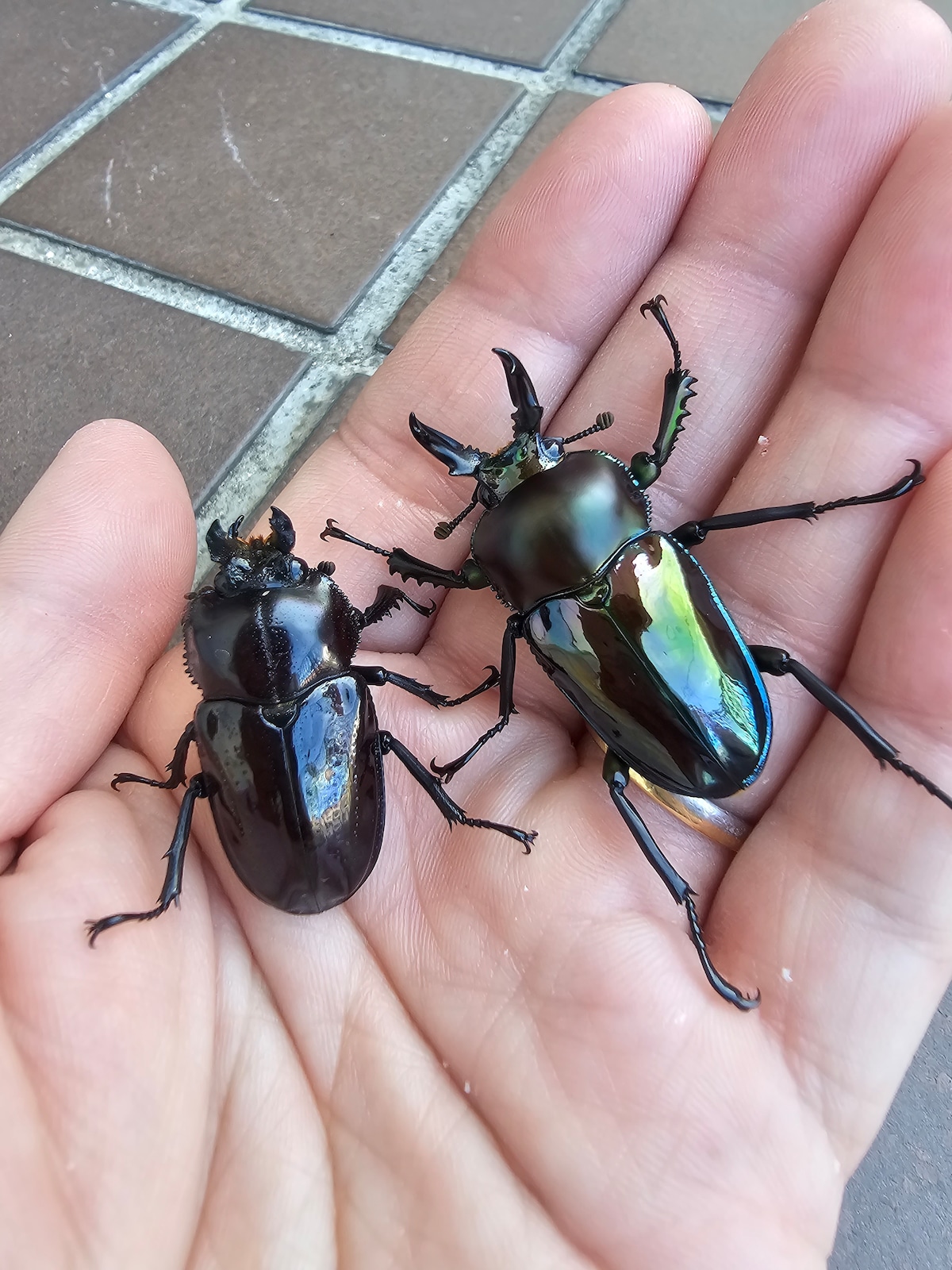 【阪神タイガース日本一記念】②光王紫×ピカール血統(CBF2)ニジイロクワガタ・ペア | ytt insect