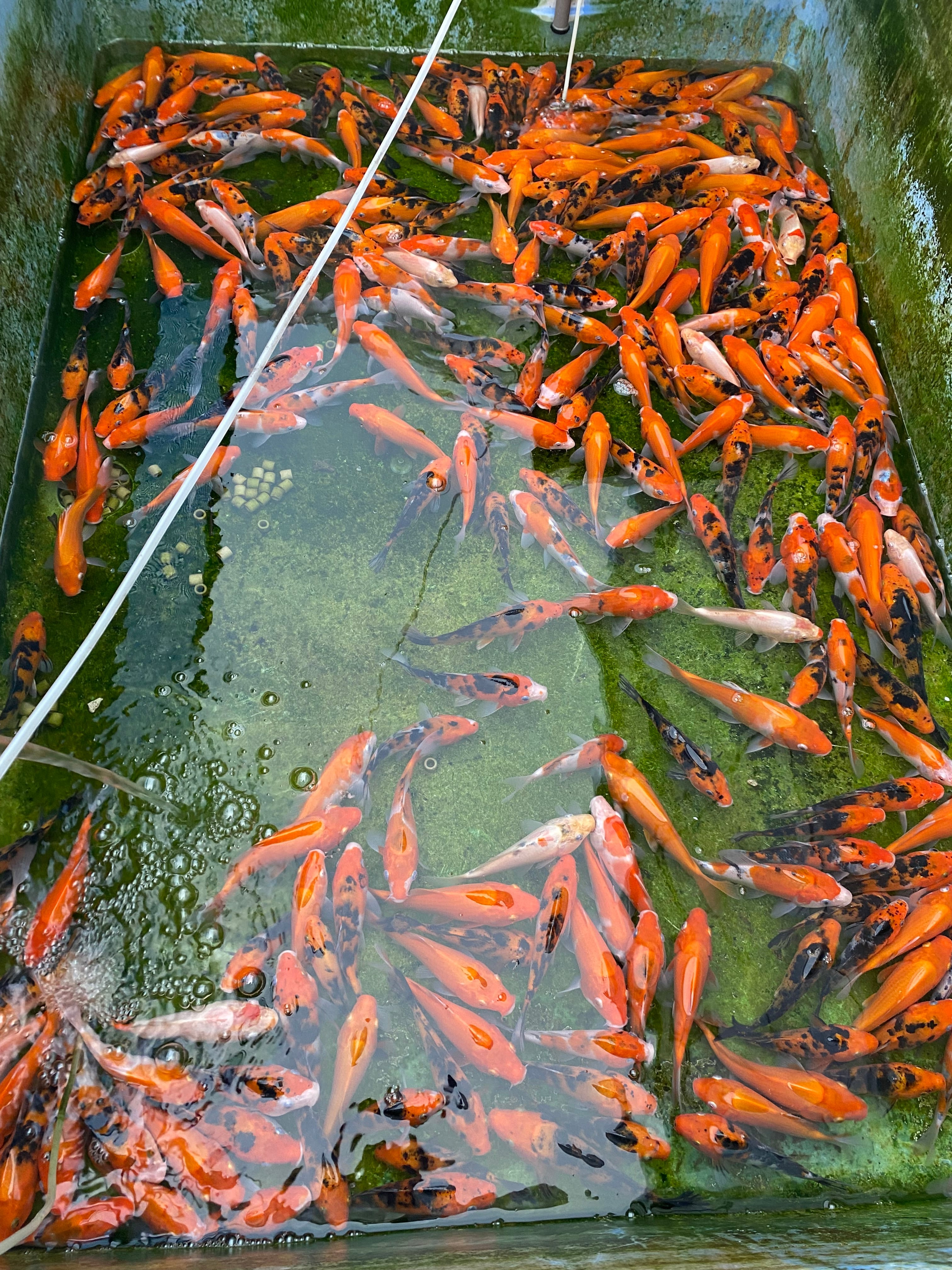 アグラオネマピクタム 柳緑花紅 | 鉑めだか