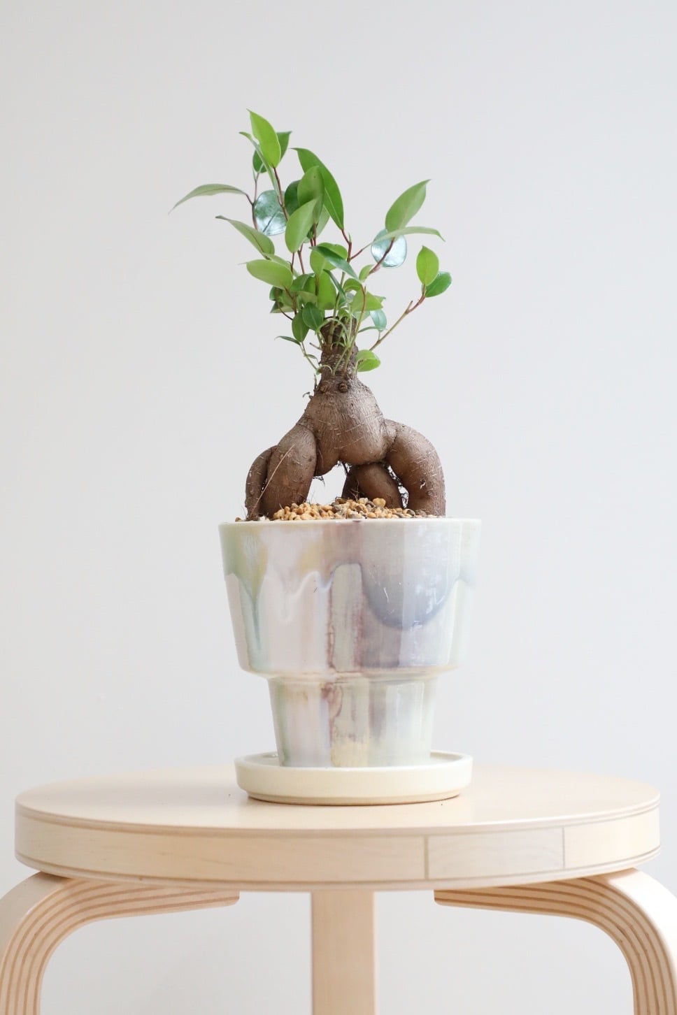 M】ガジュマル/Ficus microcarpa | 【厳選植物・器】MIDORI DOUMEI 翠