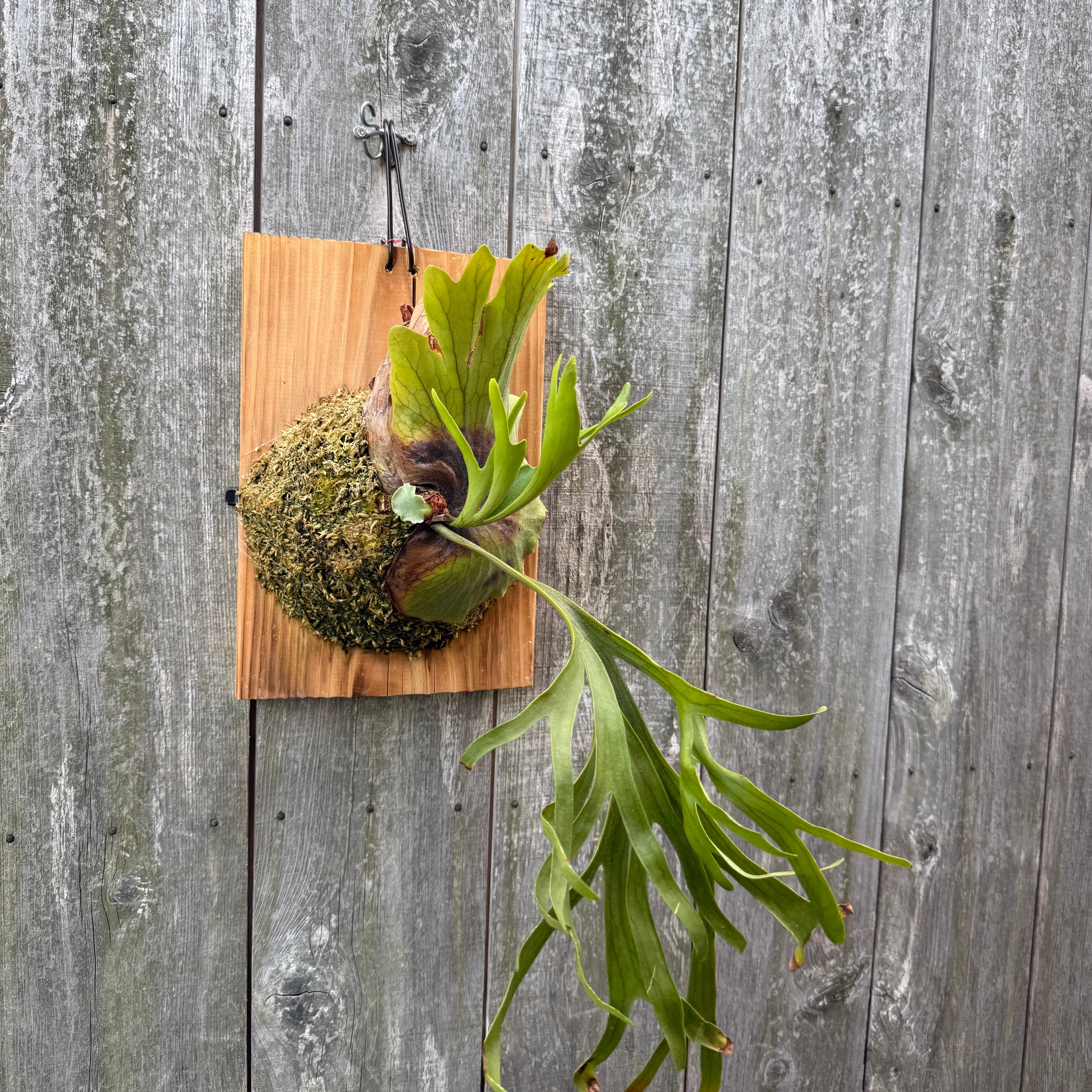 naturefix