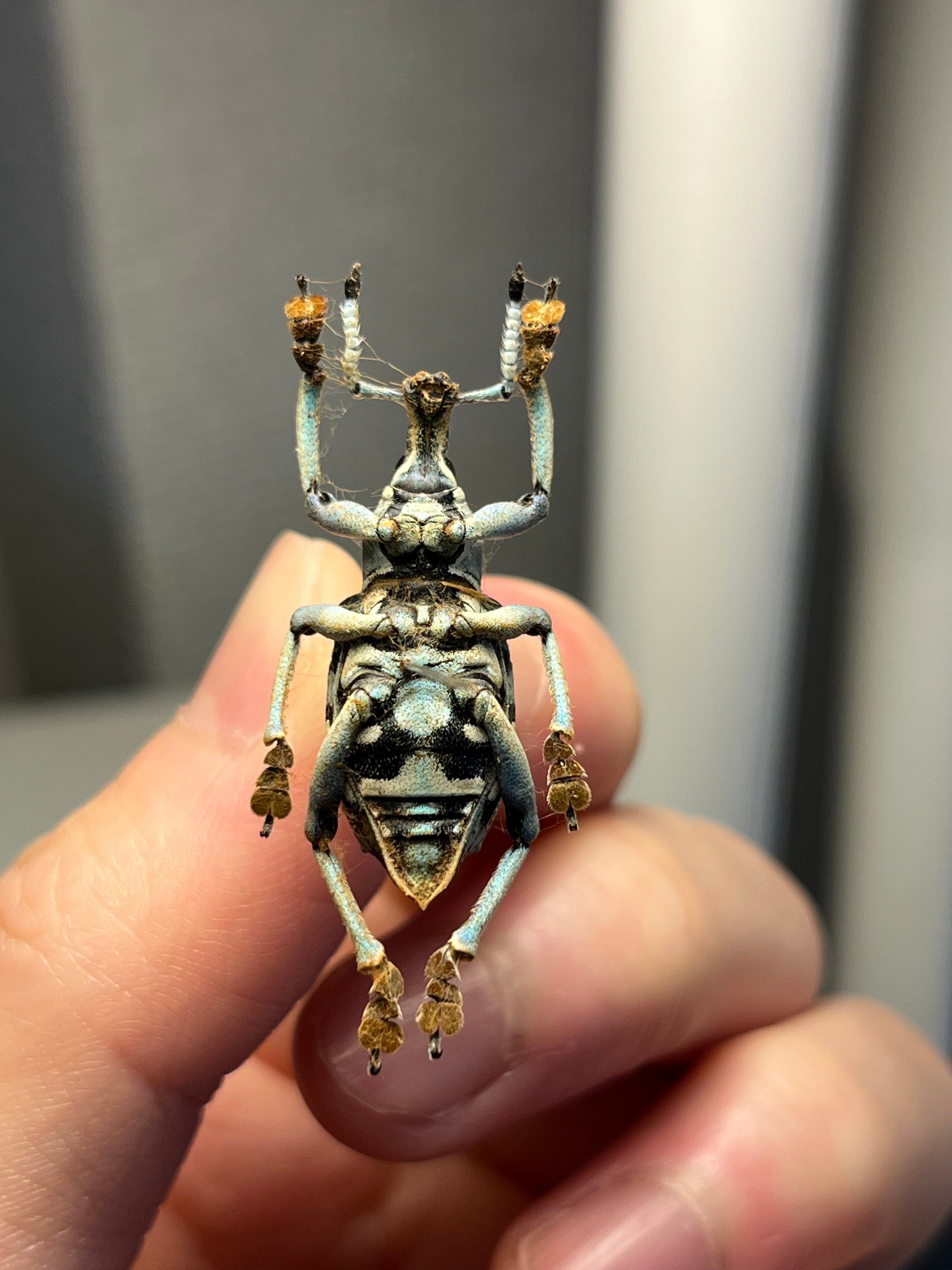 25mm】トライバルな模様が美しいニケリーホウセキゾウムシ 標本