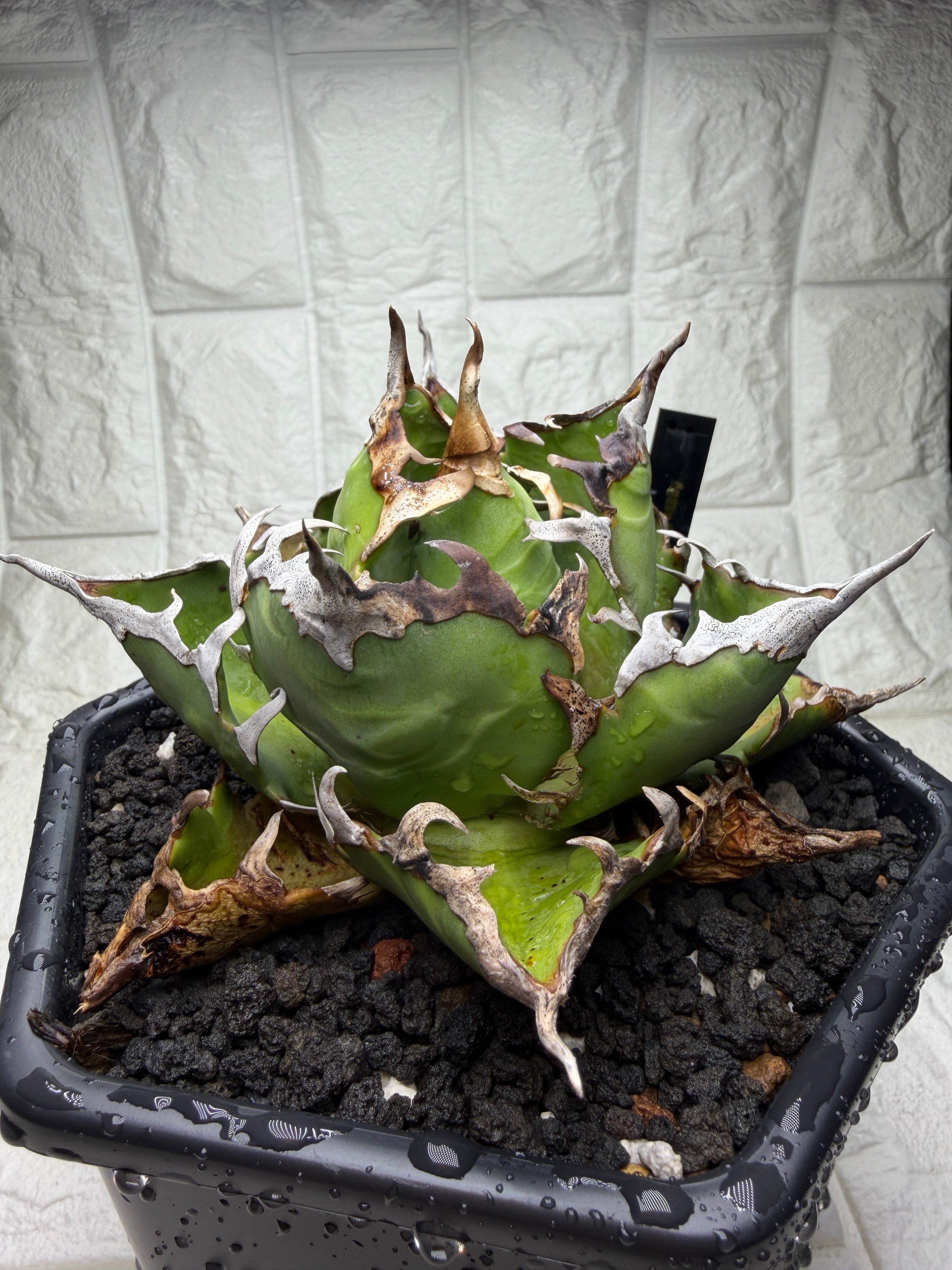 CJ PLANTS 鬼之刃 Agave アガベ | AZ.PLANTS