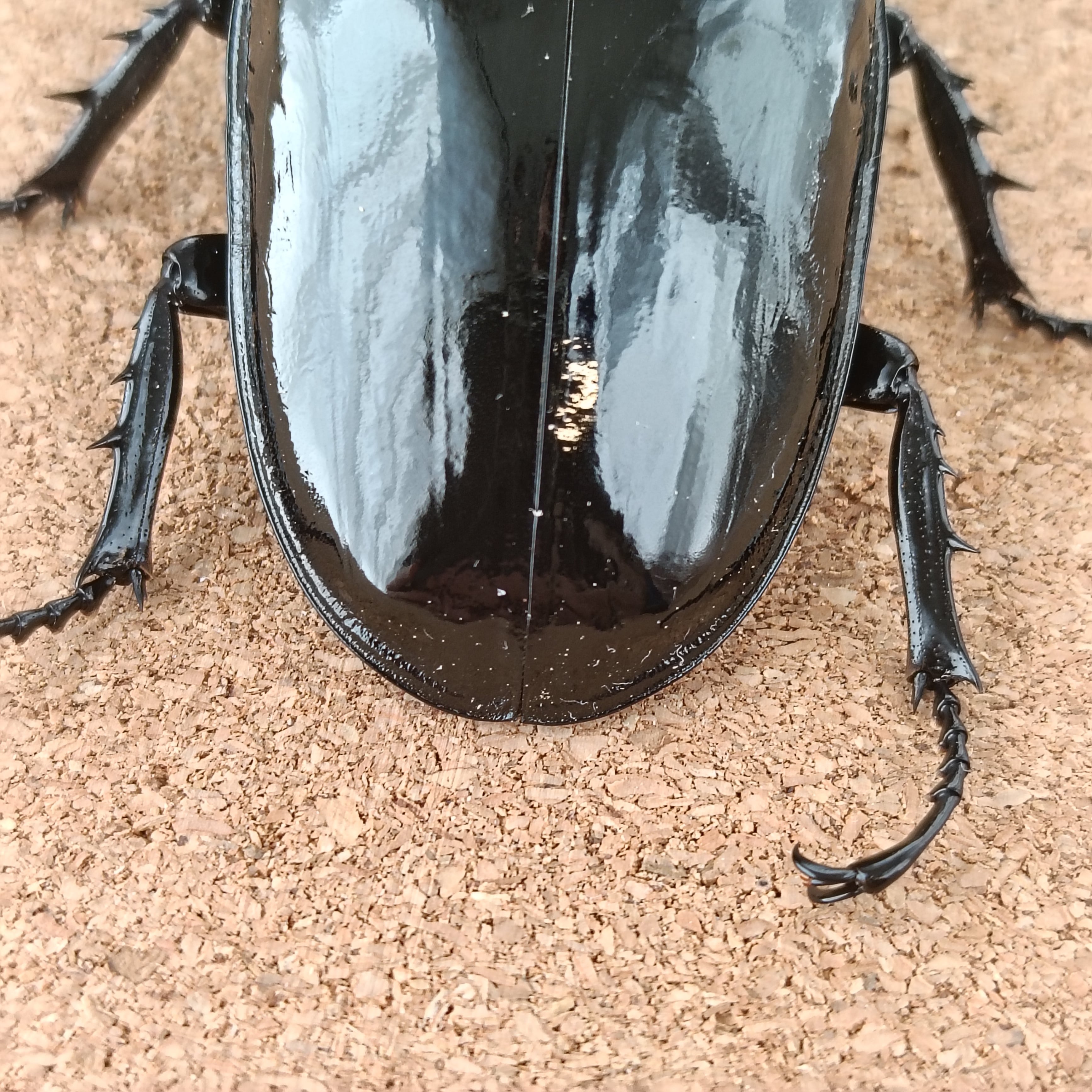 タランドゥスオオツヤクワガタ ♂ 82.5mm、♀53.6mm 販売中 | カブクワ