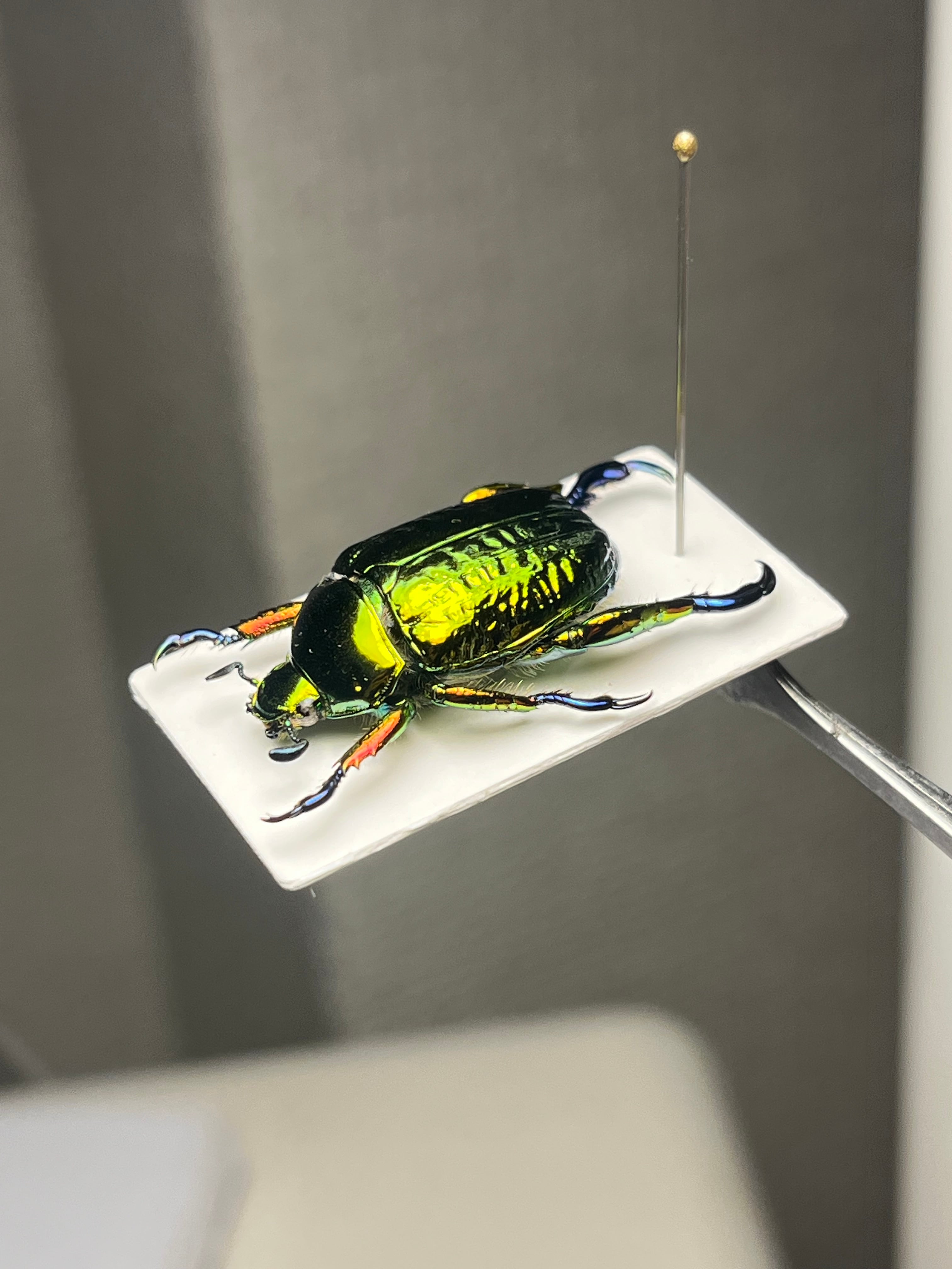 属内最高峰】Pelidnota cyanitarsis 標本 コガネムシ プラチナコガネ