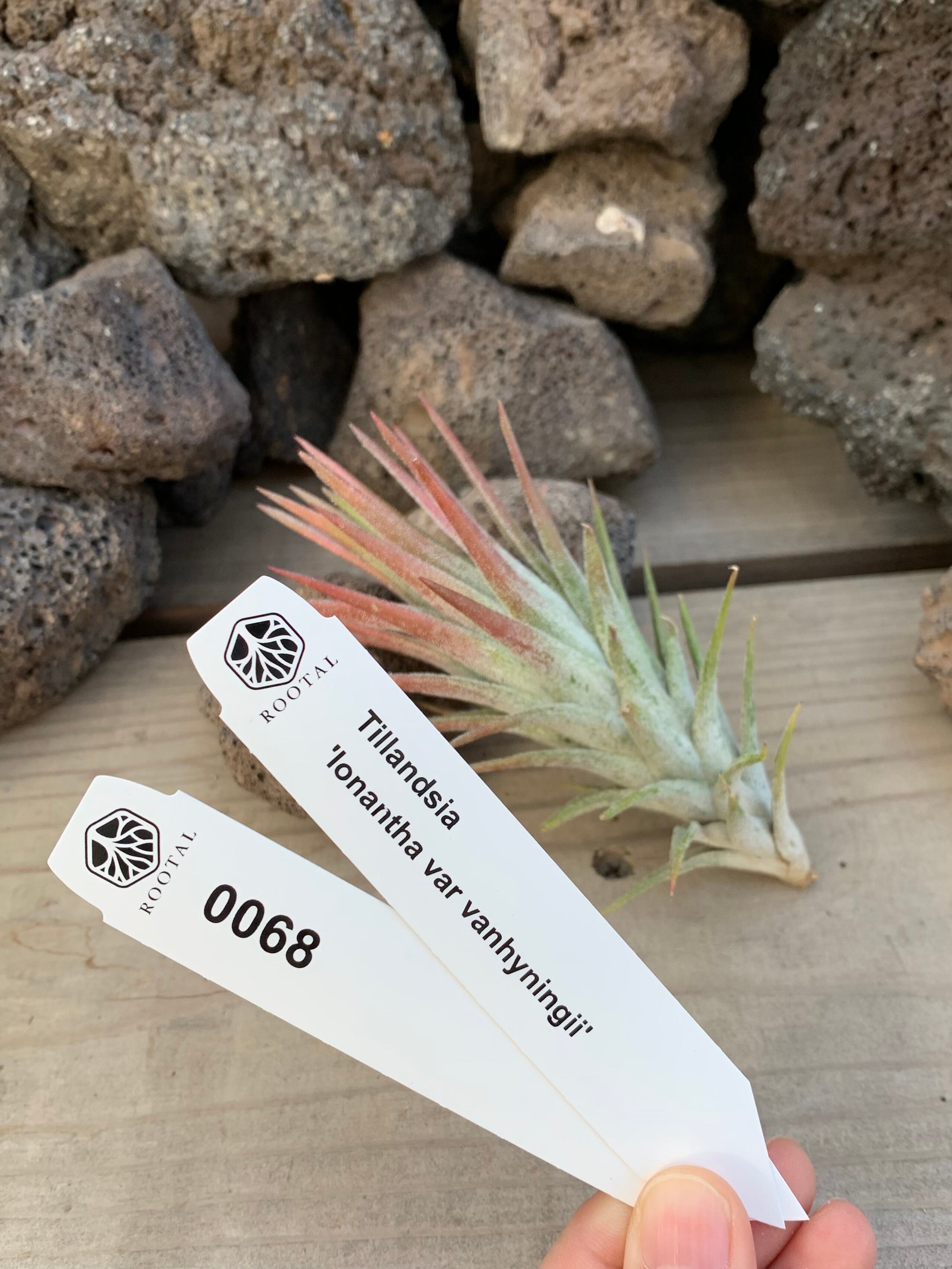 ★0068 チランドシア イオナンタ バンハイニンギー