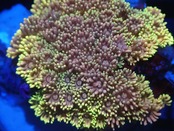 Goniopora FromMakassar