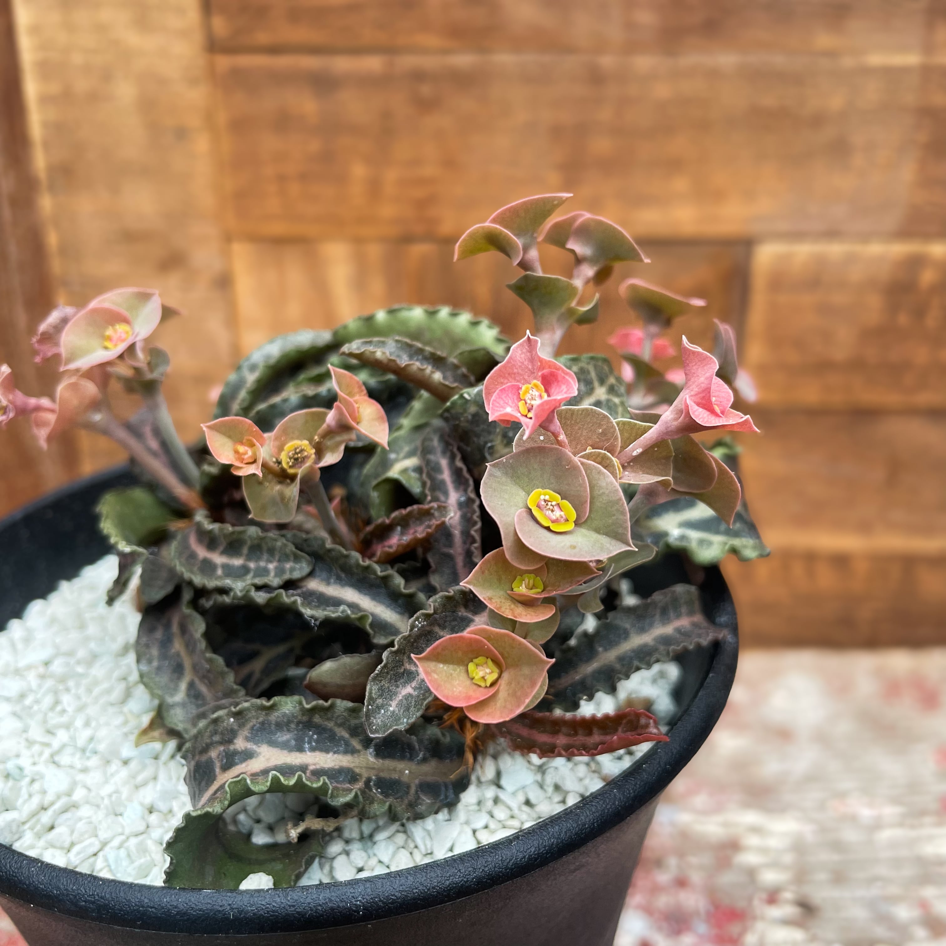 Euphorbia francoisii var.crassicaulis