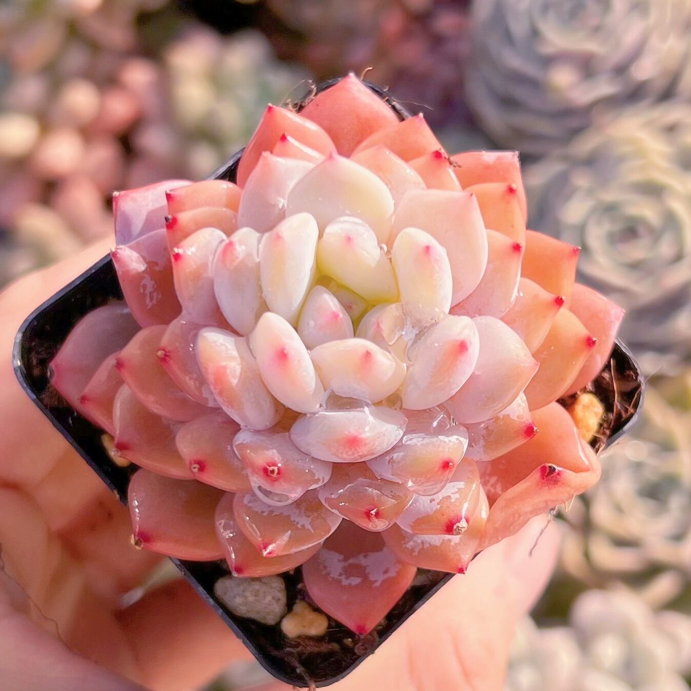 現品　玉芙蓉#787   るる農園