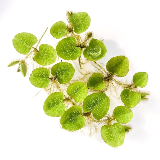 オオサンショウモ サルビニア ５株 プランチュ 観葉植物 エアープランツ 食虫植物 インテリア雑貨のお店