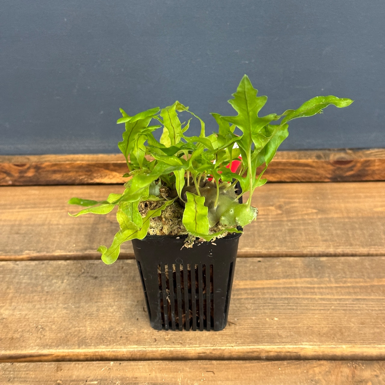 【クリアランス】レカノプテリス balgooyi【577】