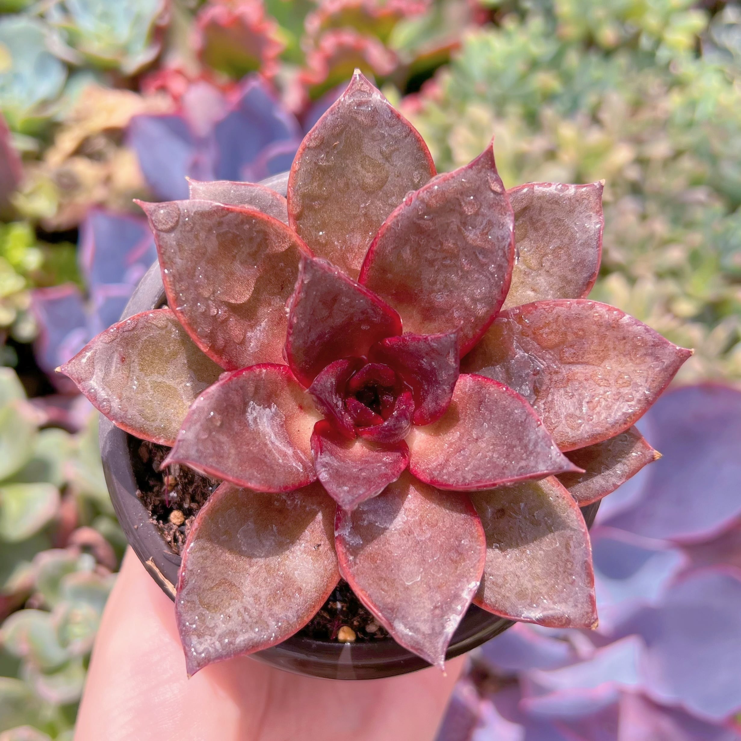 現品　烈焔の薔薇#K564　新入荷　るる農園