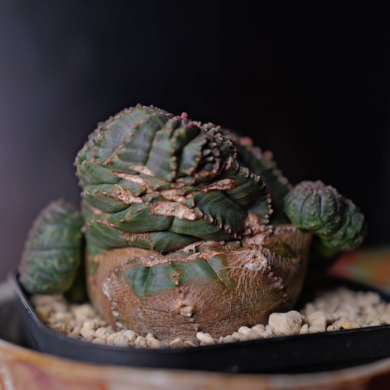 B15958☆超巨大8.5cm株！！SS級！極上特選大株 B6096極上SS級巨大8㎝株