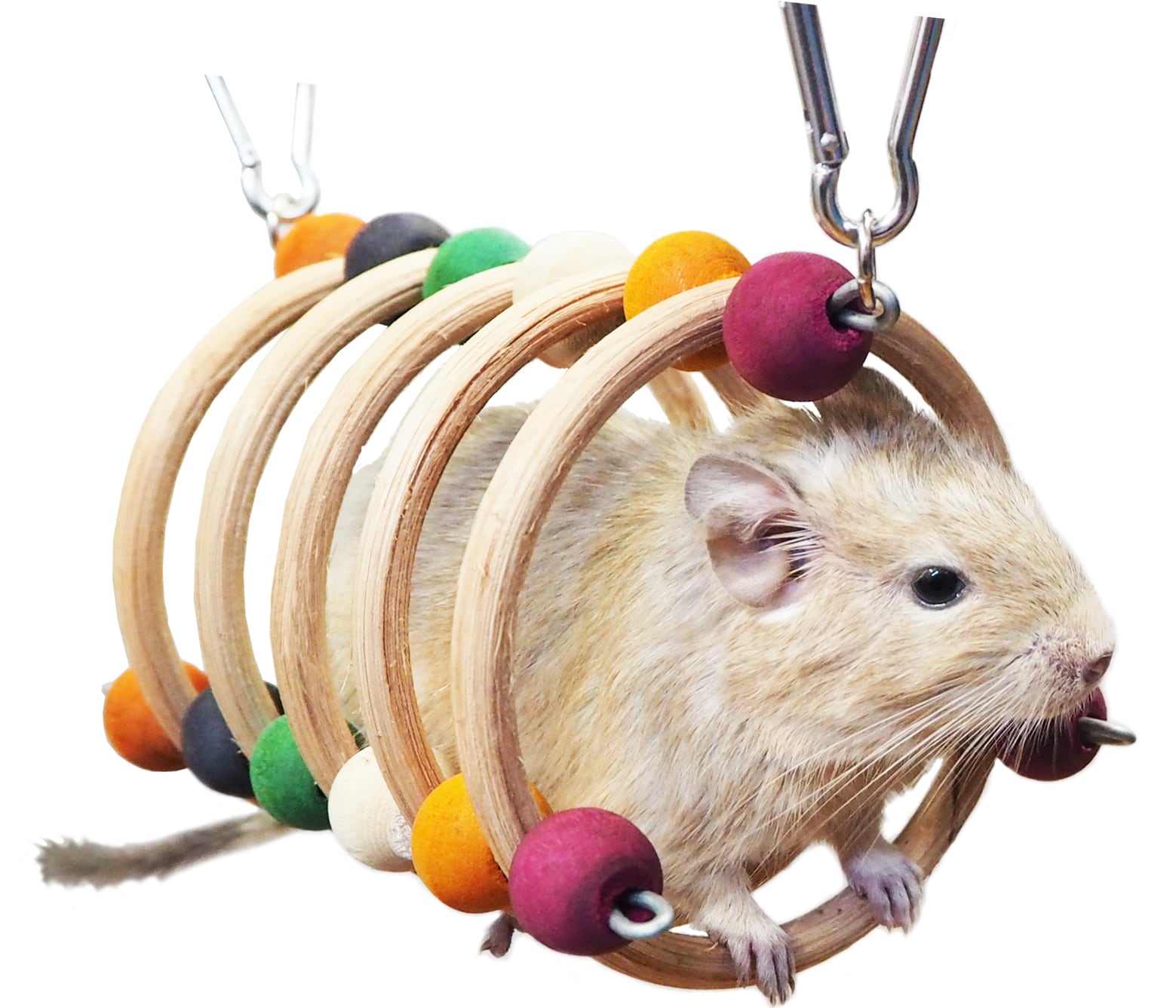 【小動物】 くるくるトンネルS