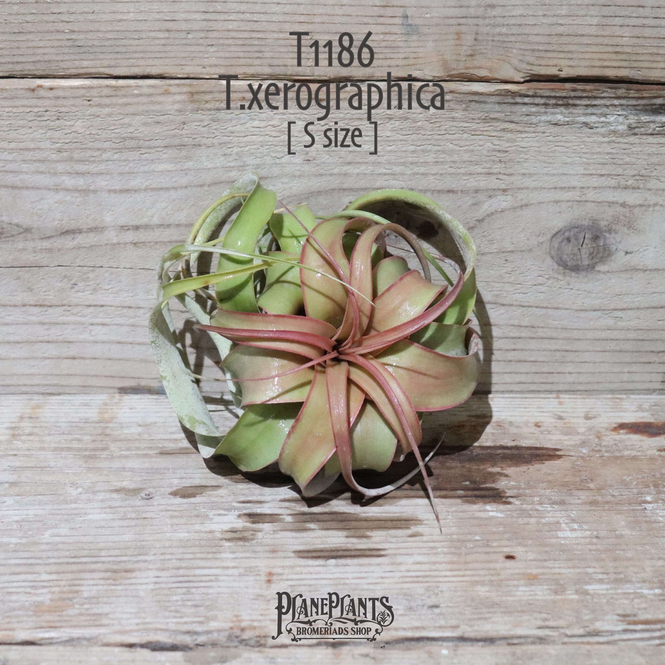 【reserved】キセログラフィカ RED S〔エアプランツ〕現品発送T1186