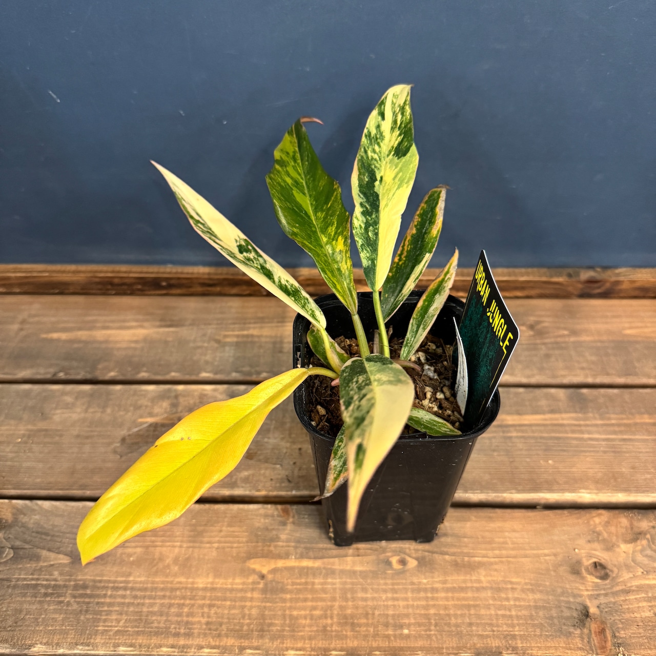 【クリアランス】フィロデンドロン キャラメルマーブル【995】